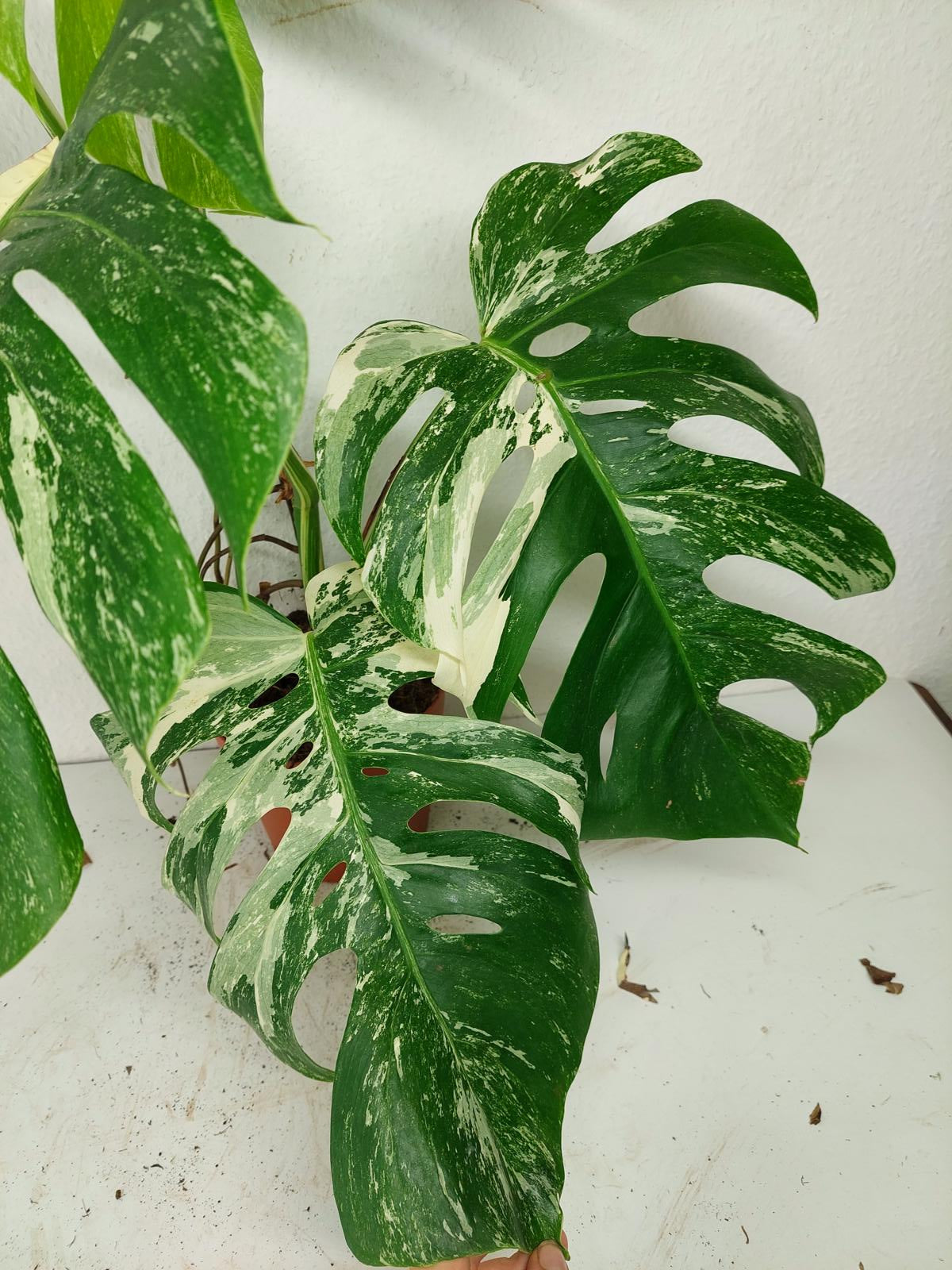 Sad Plants