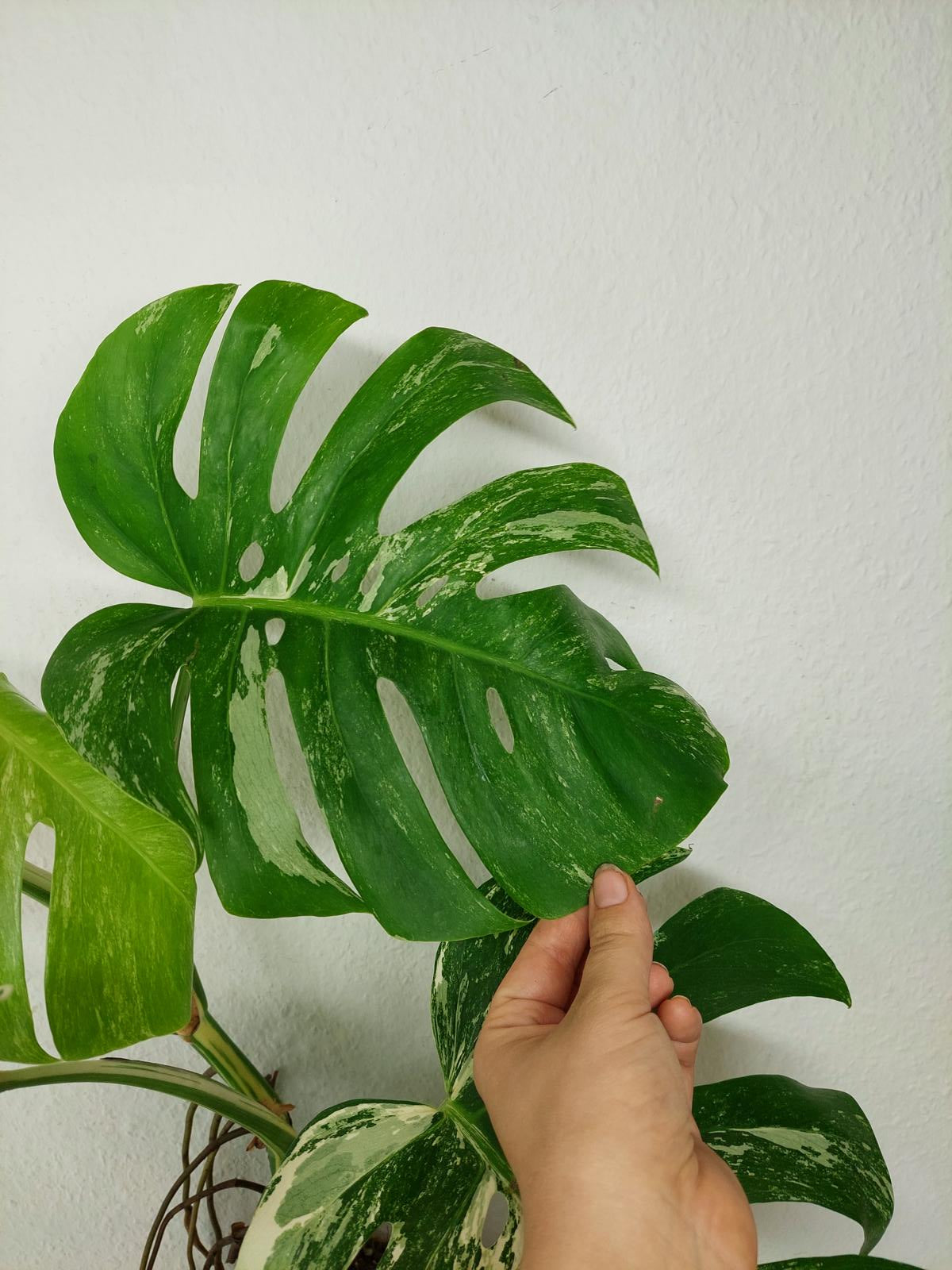 Sad Plants