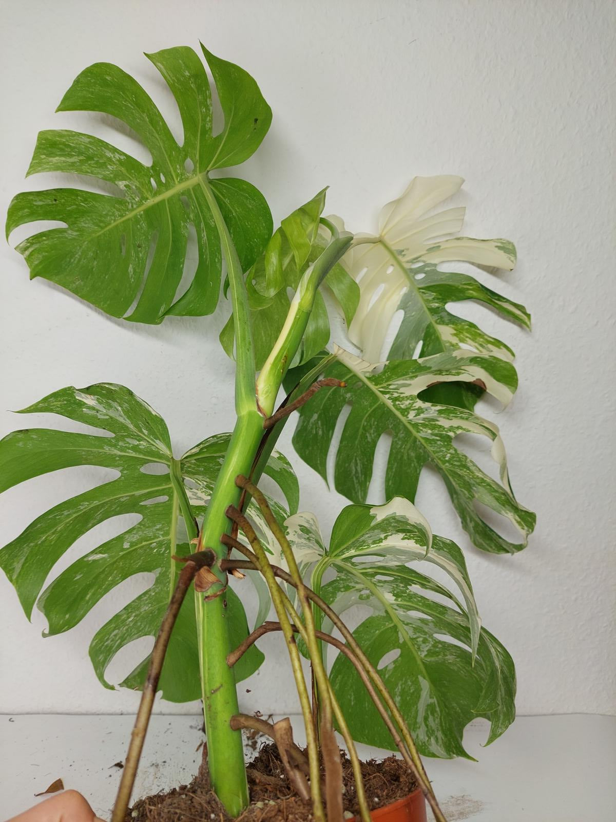 Sad Plants