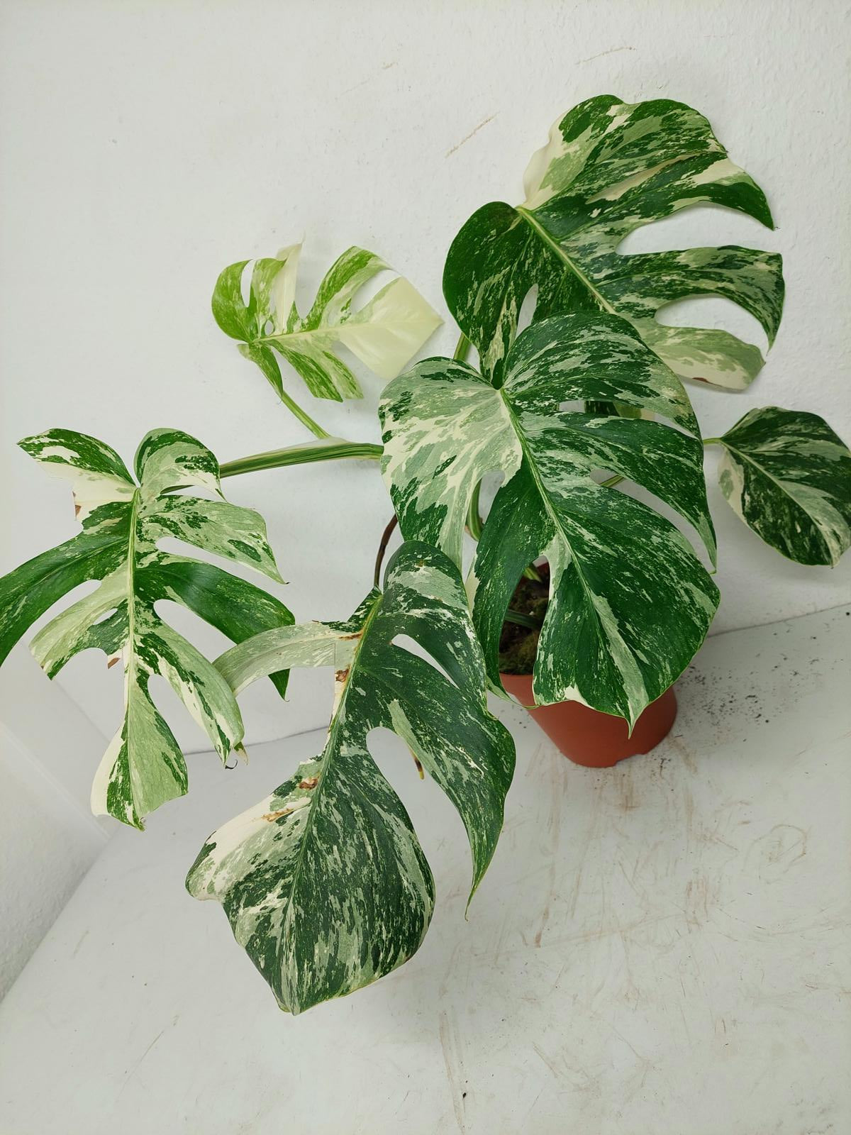 Sad Plants
