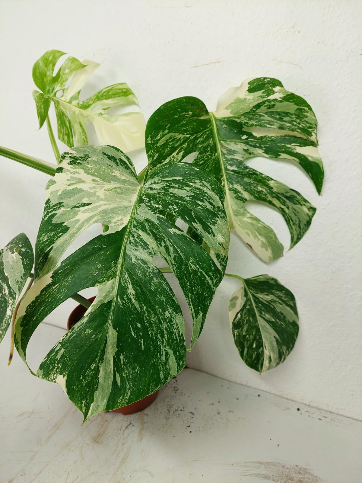 Sad Plants