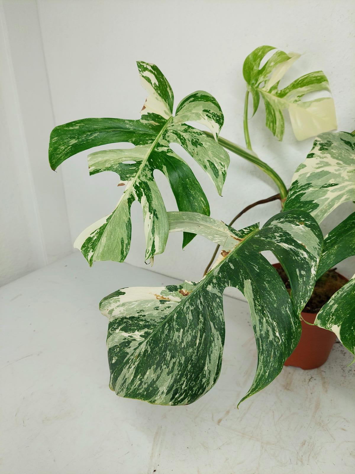 Sad Plants
