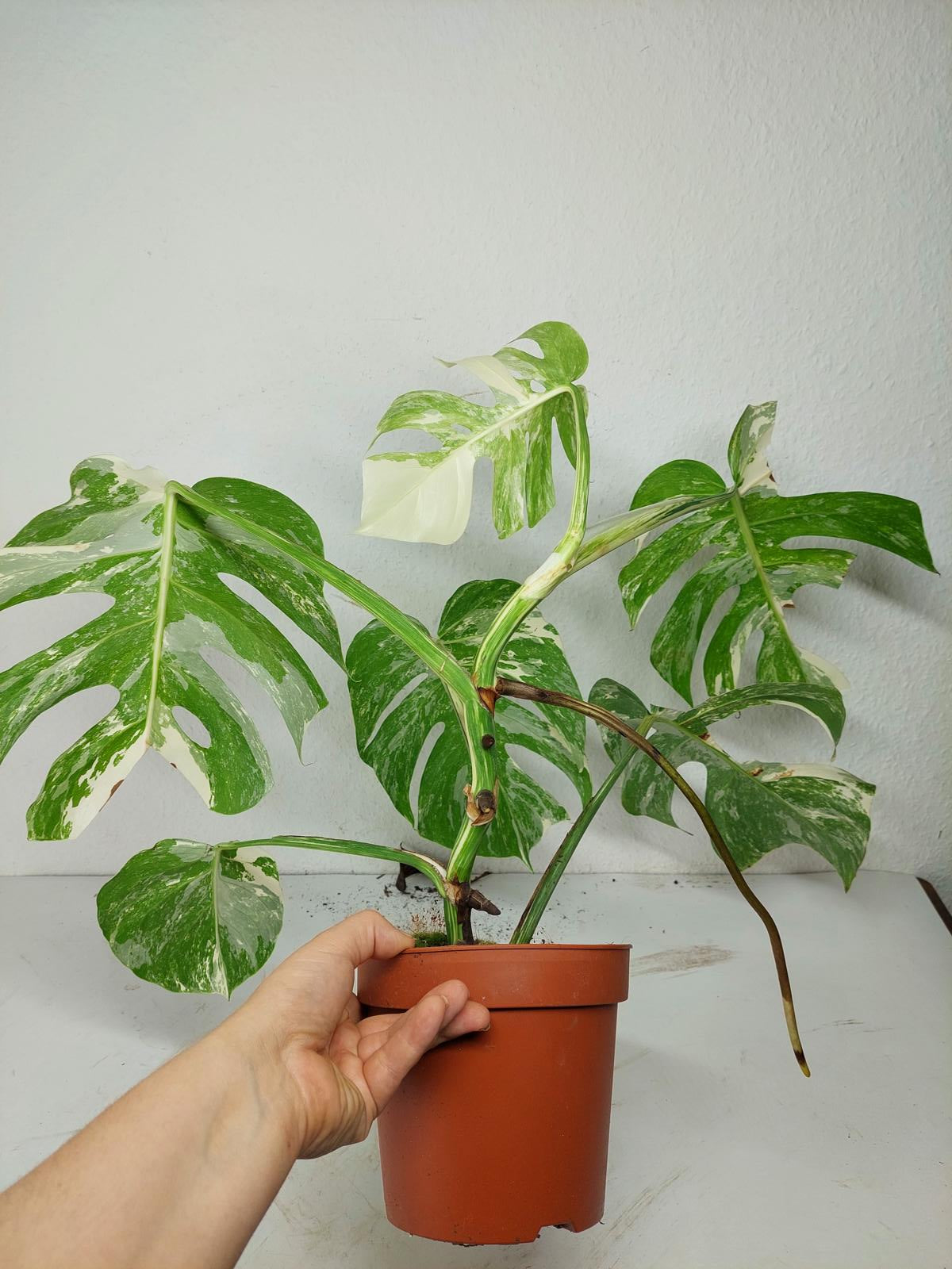 Sad Plants