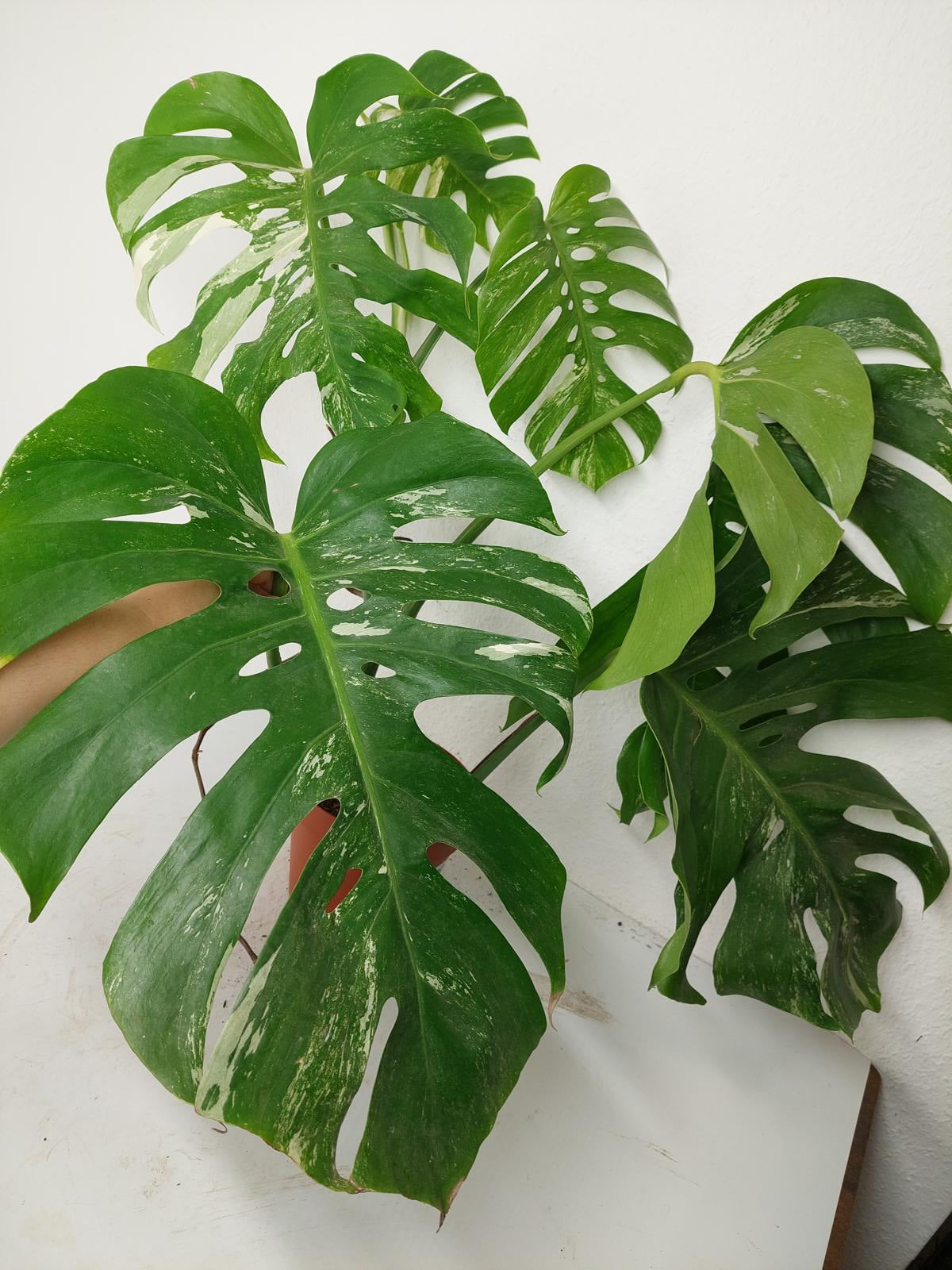 Sad Plants