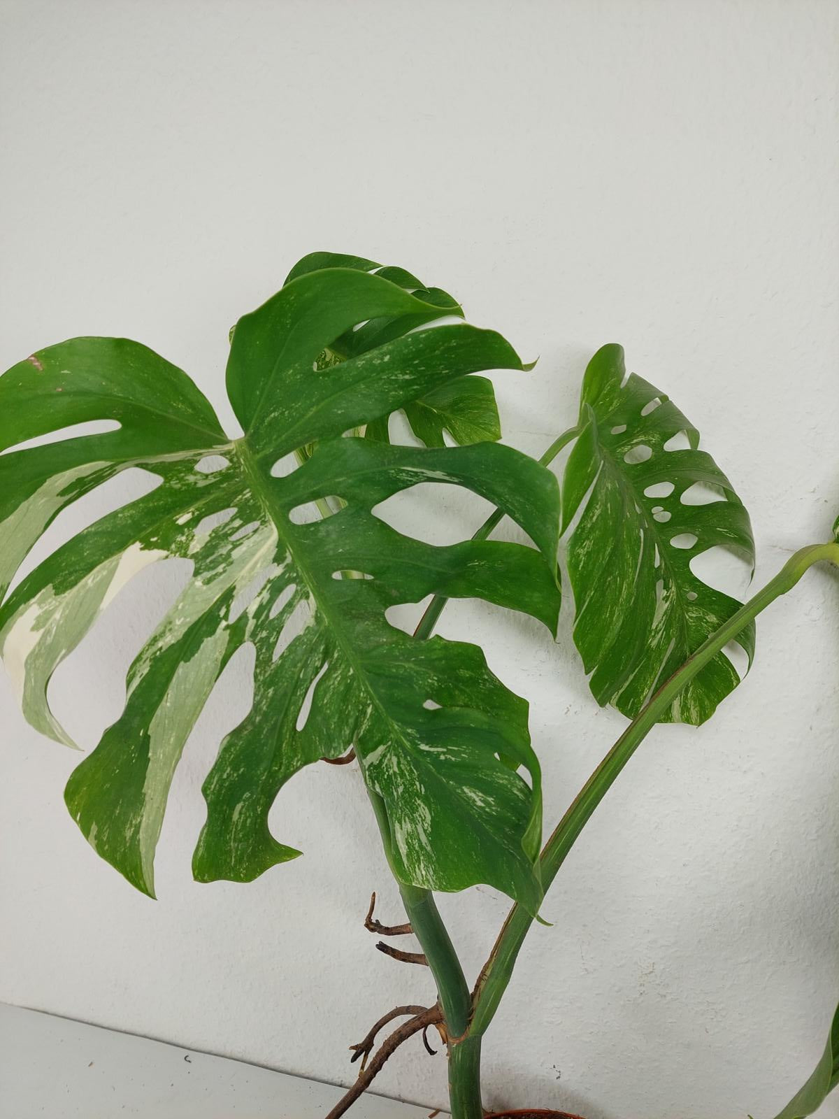 Sad Plants