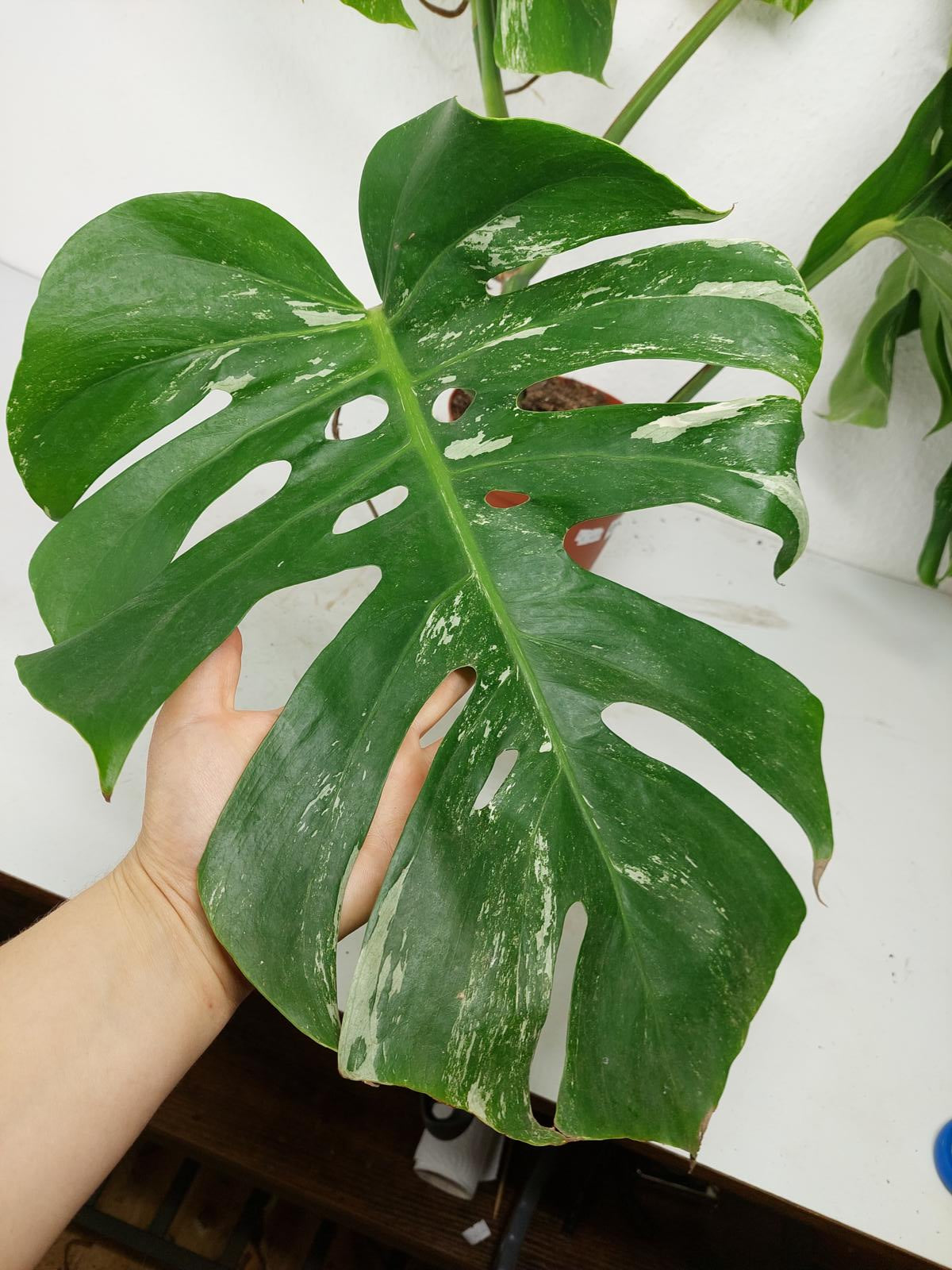 Sad Plants