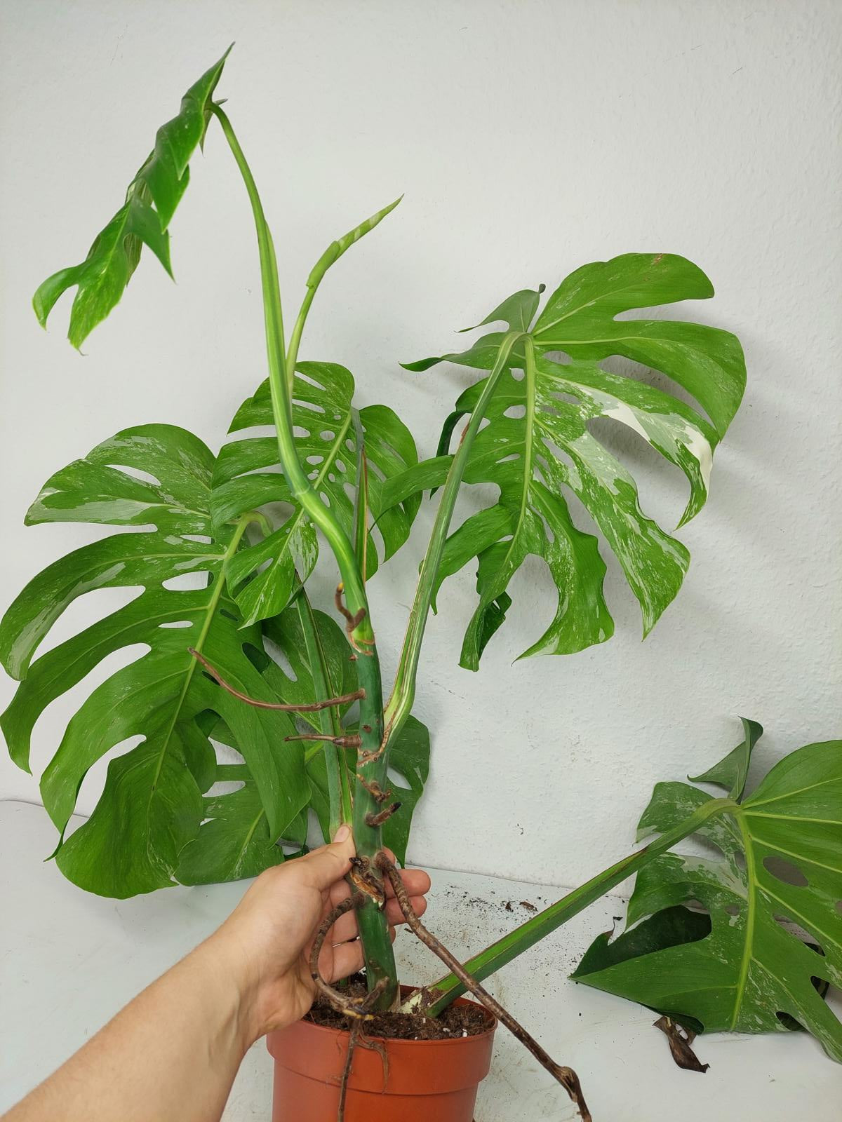 Sad Plants