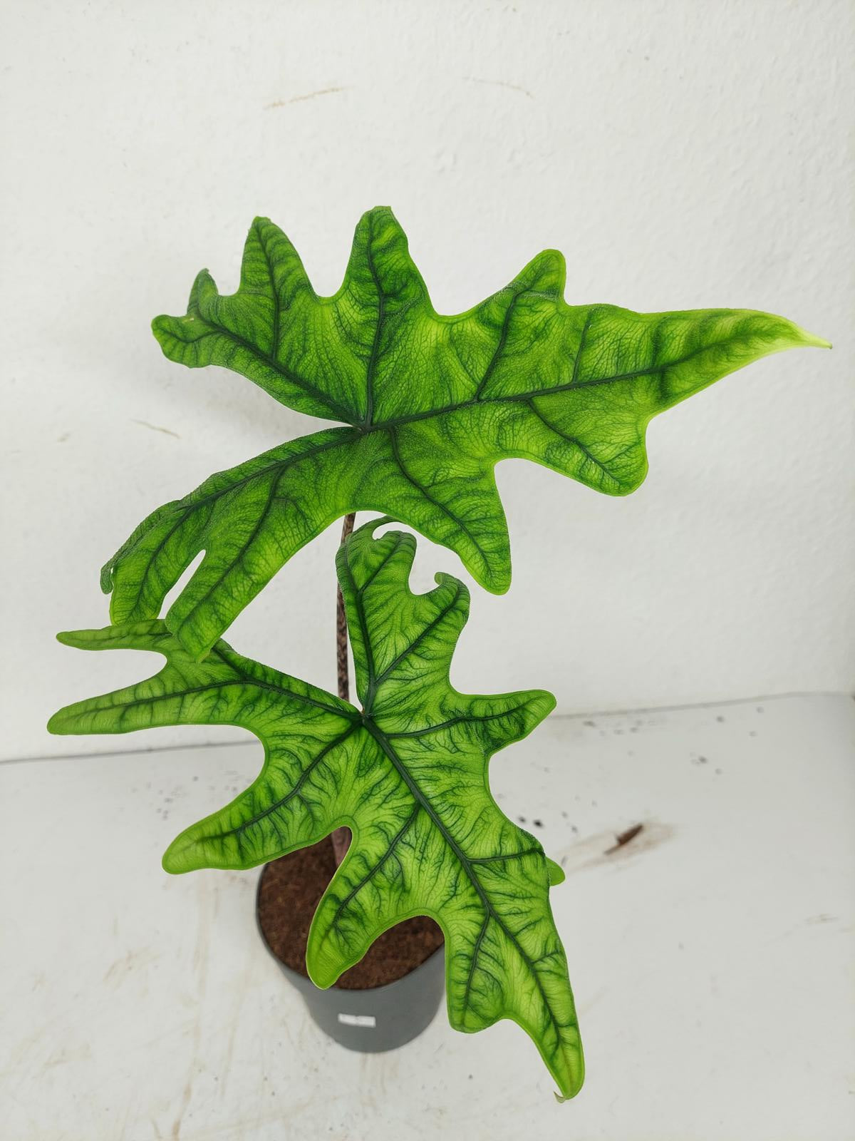 Sad Plants