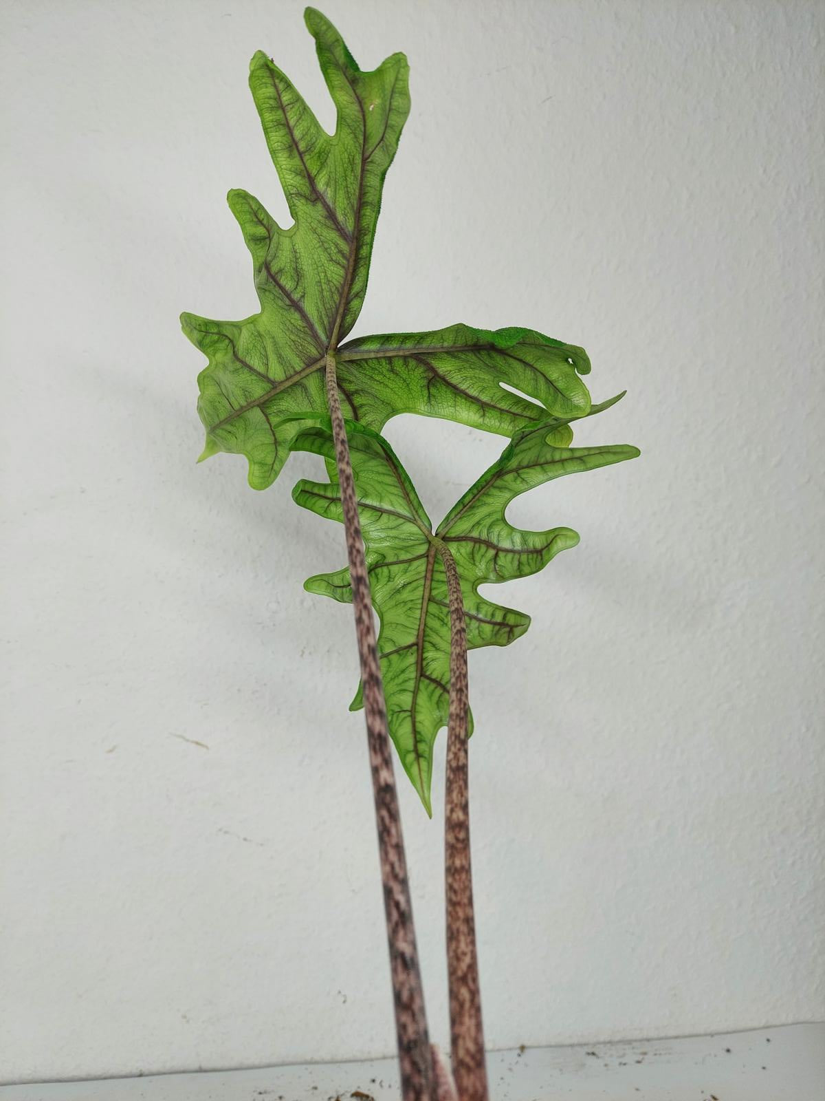 Sad Plants