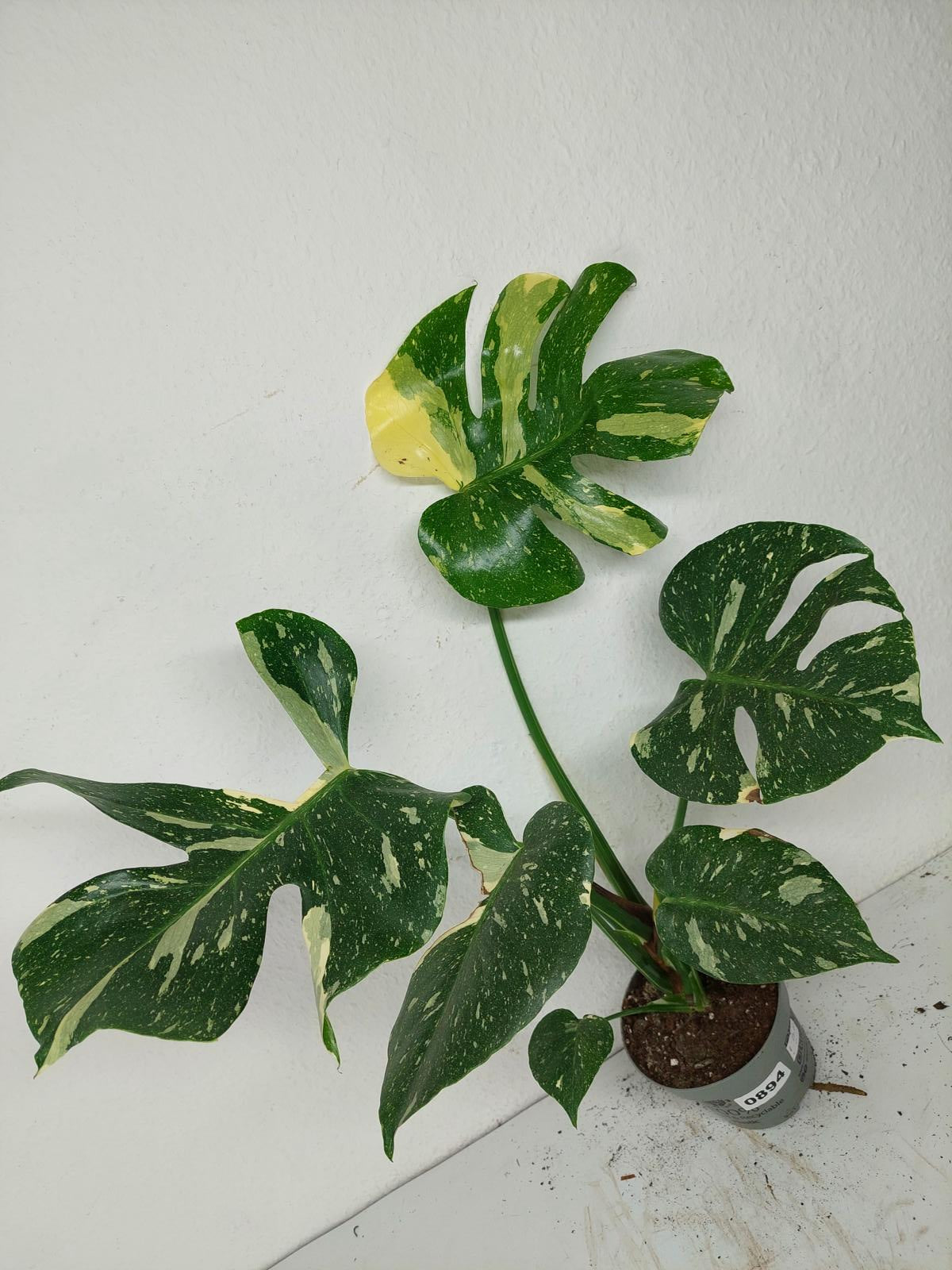 Sad Plants