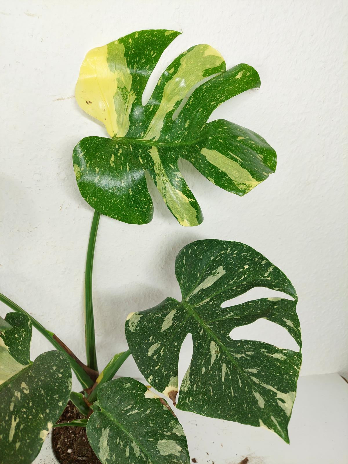 Sad Plants
