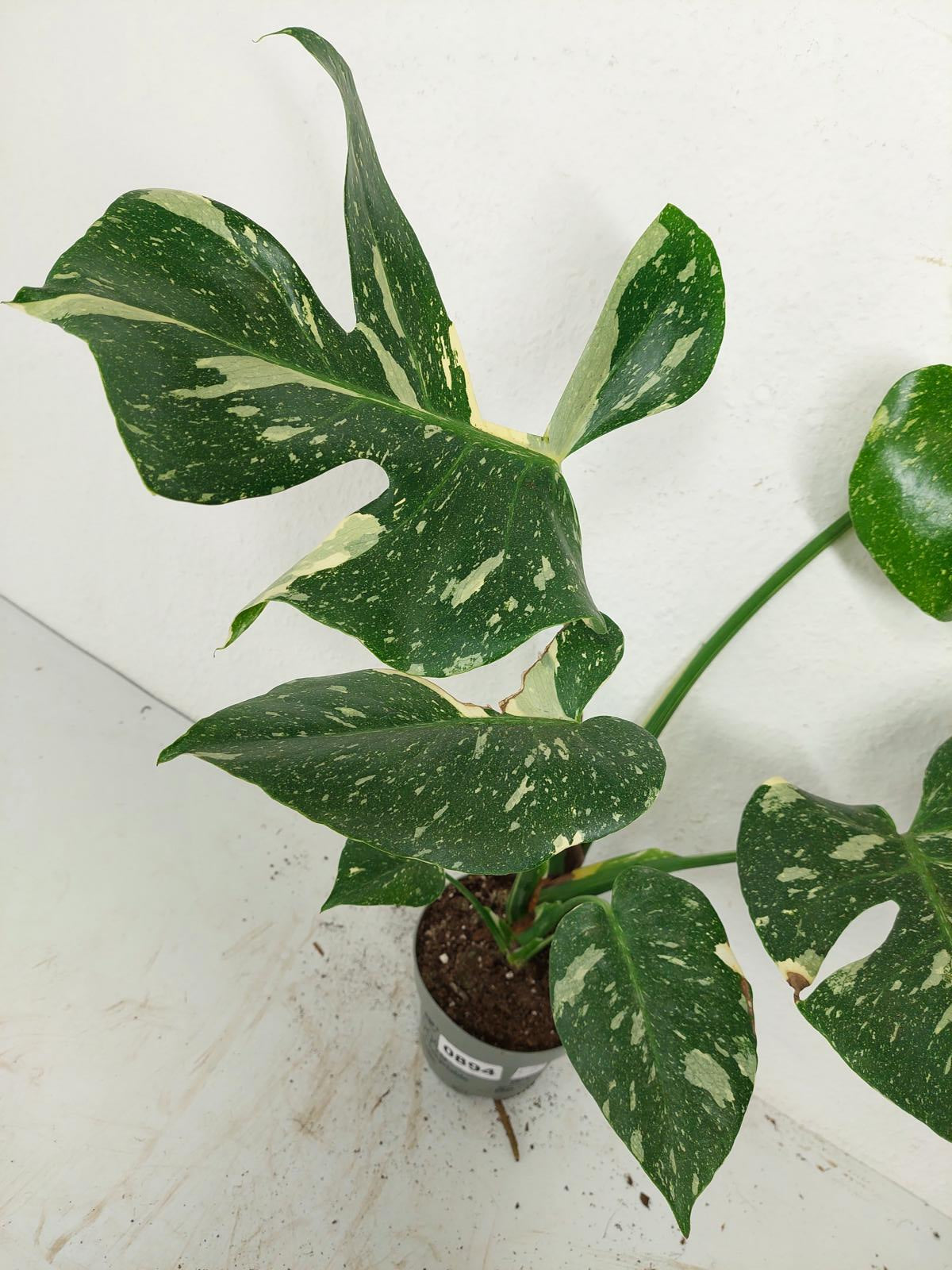 Sad Plants