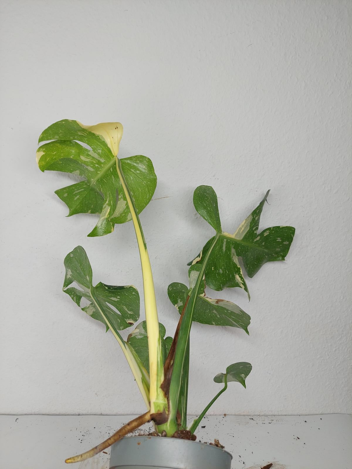 Sad Plants