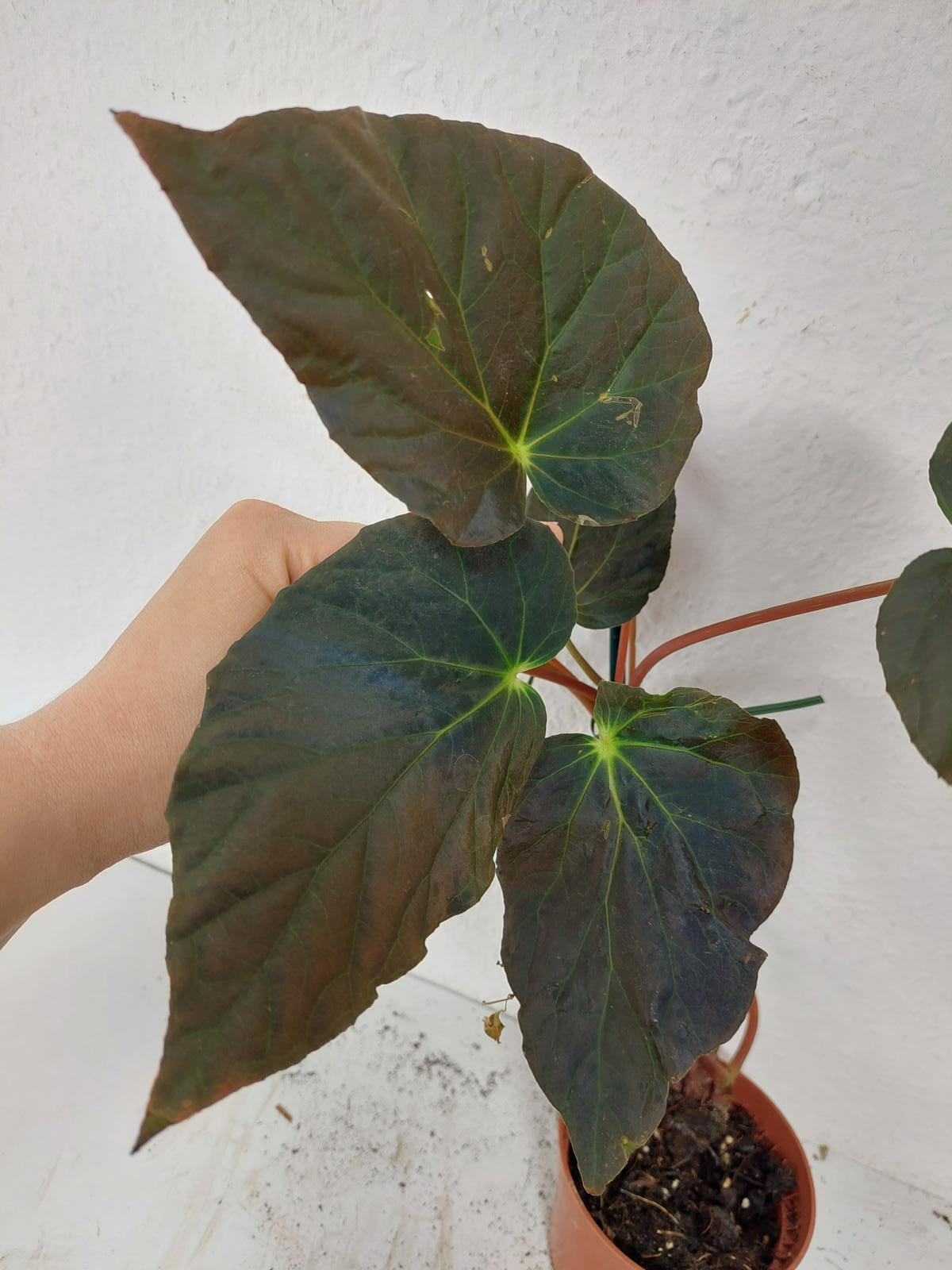 Sad Plants