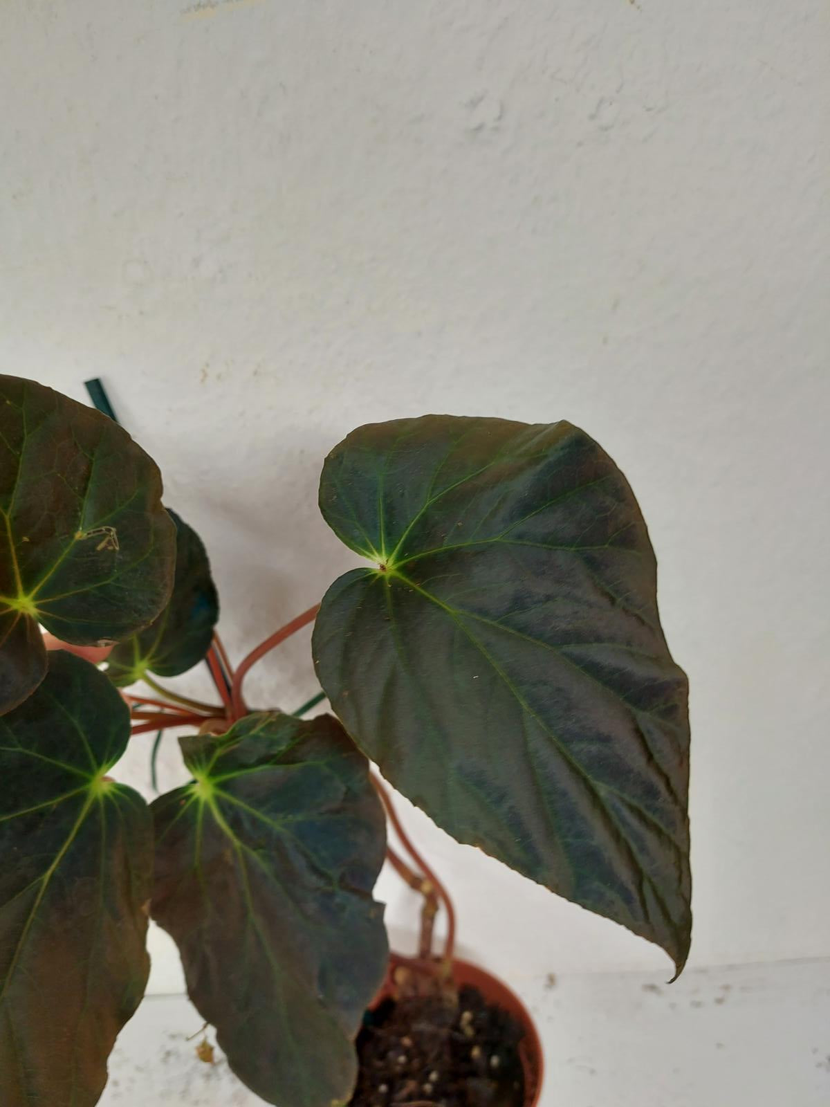 Sad Plants