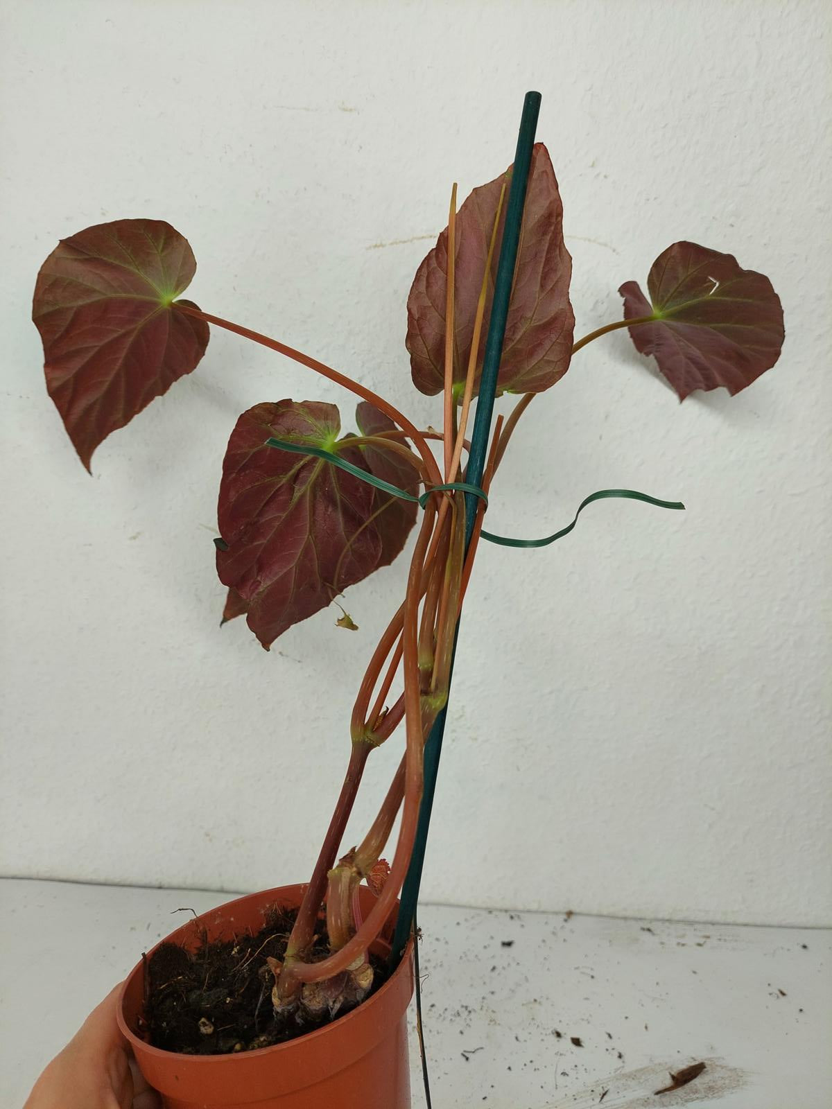 Sad Plants