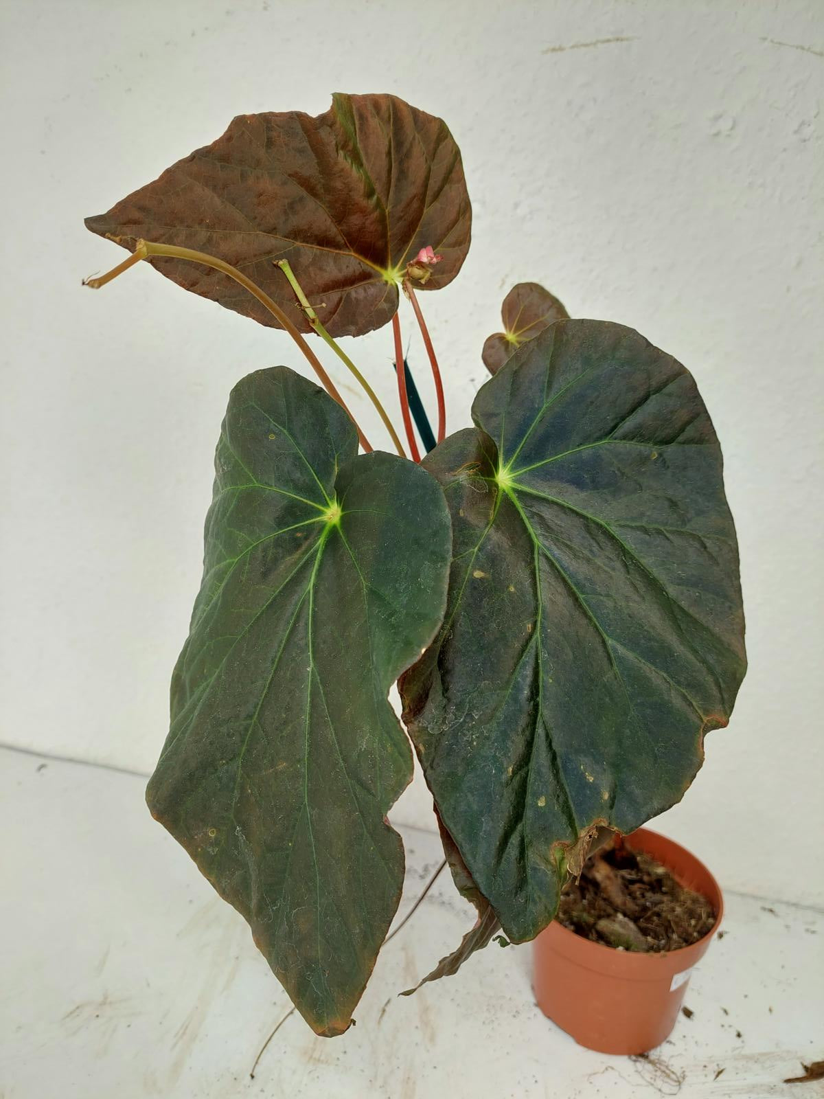 Sad Plants