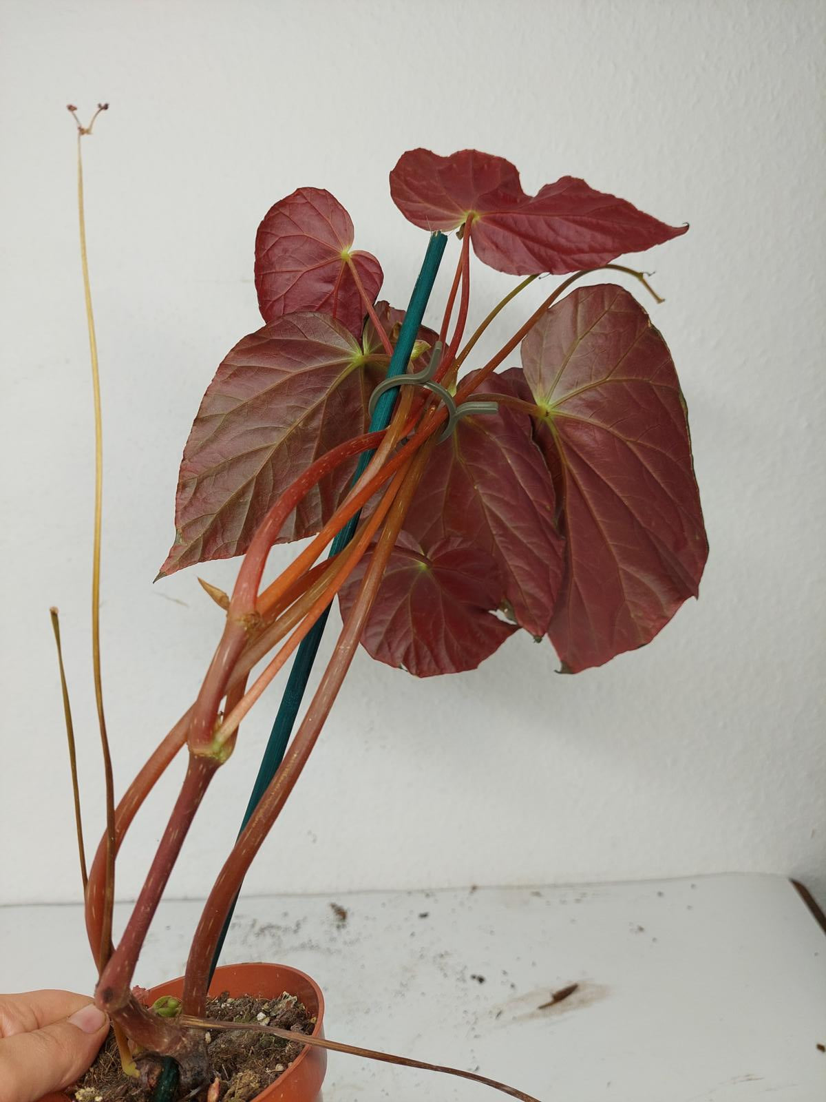 Sad Plants