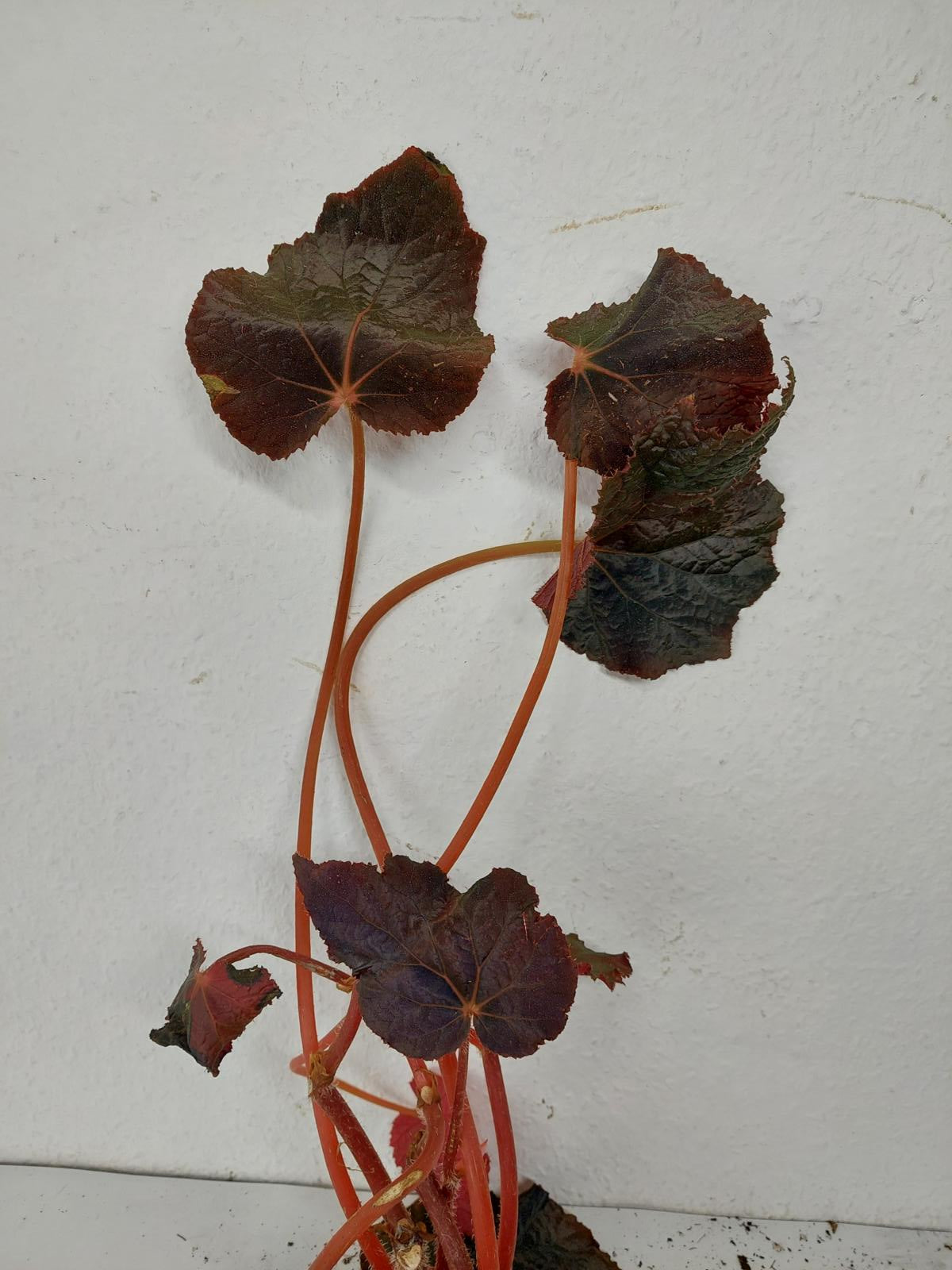 Sad Plants