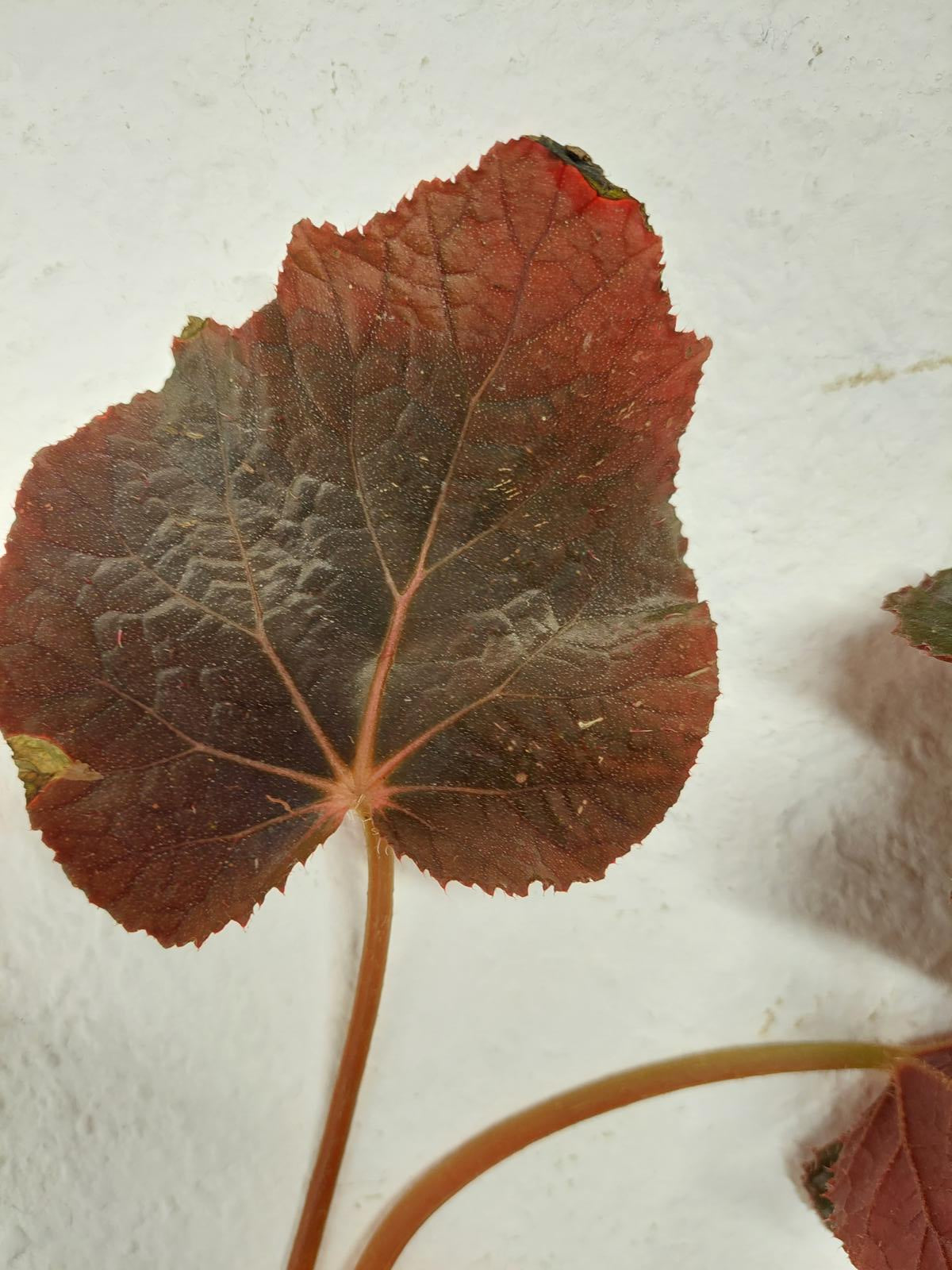 Sad Plants