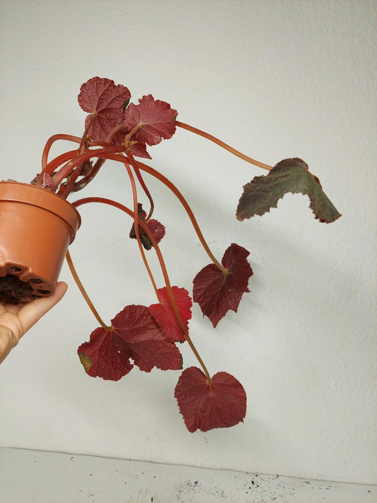 Sad Plants