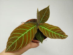 Labisia Gigantifolia