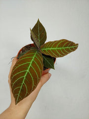 Labisia Gigantifolia