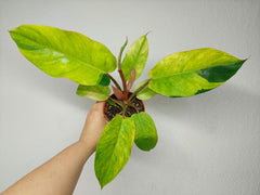 Philodendron Jungle Fever Variegata