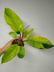 Philodendron Jungle Fever Variegata