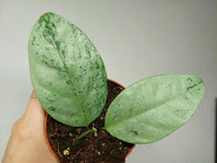 Hoya Coriacea Silver