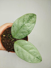 Hoya Coriacea Silver