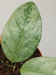 Hoya Coriacea Silver