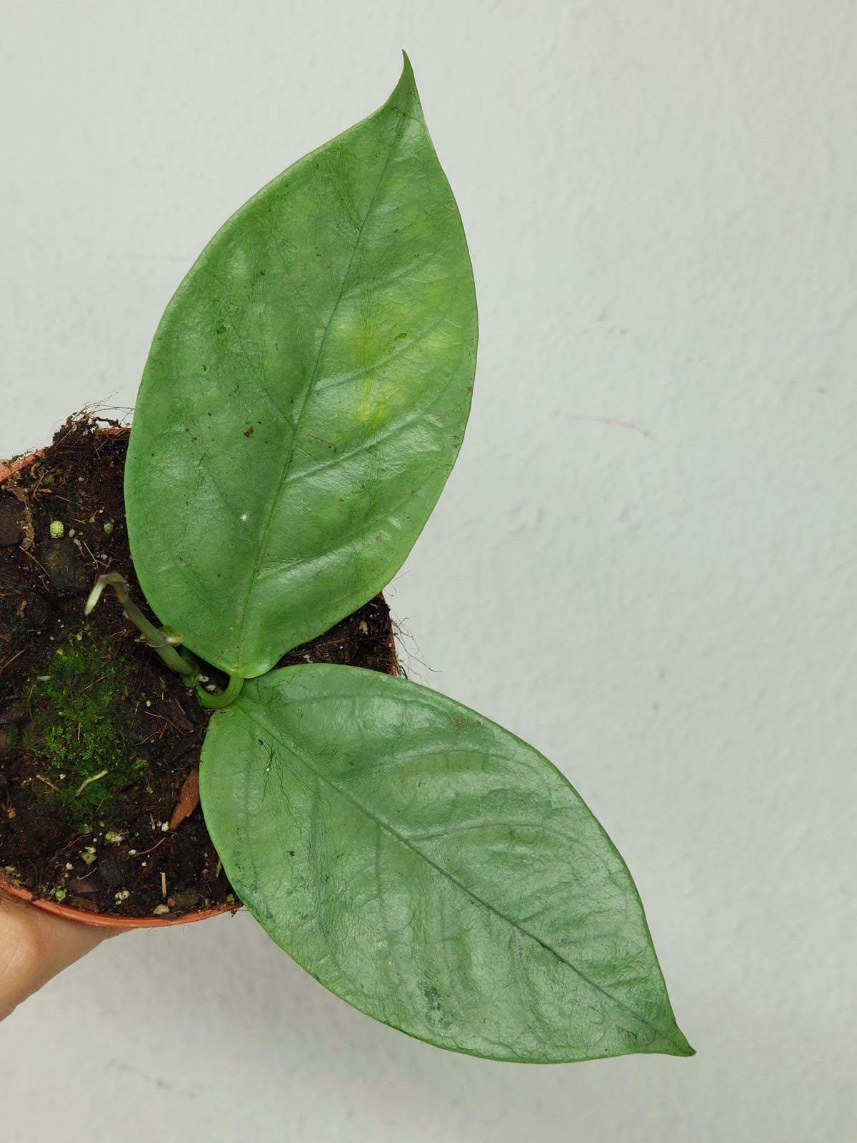 Hoya Coriacea Silver