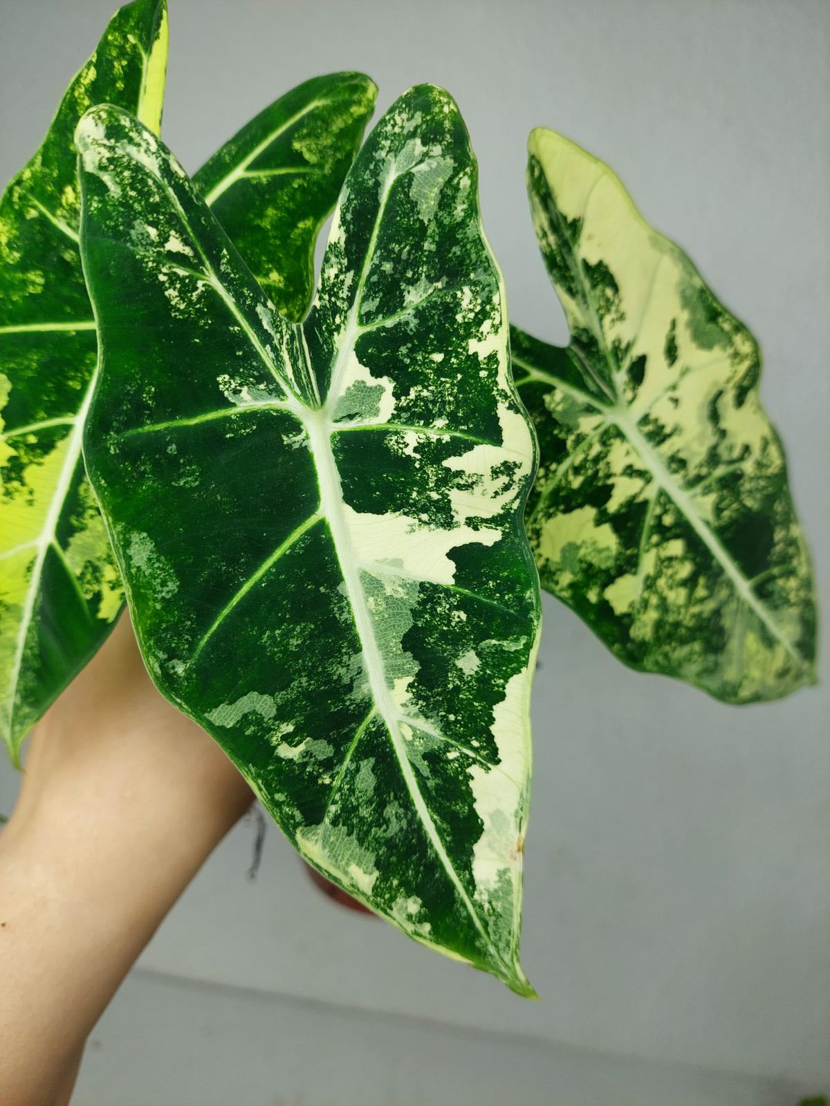 Alocasia Frydek Variegata