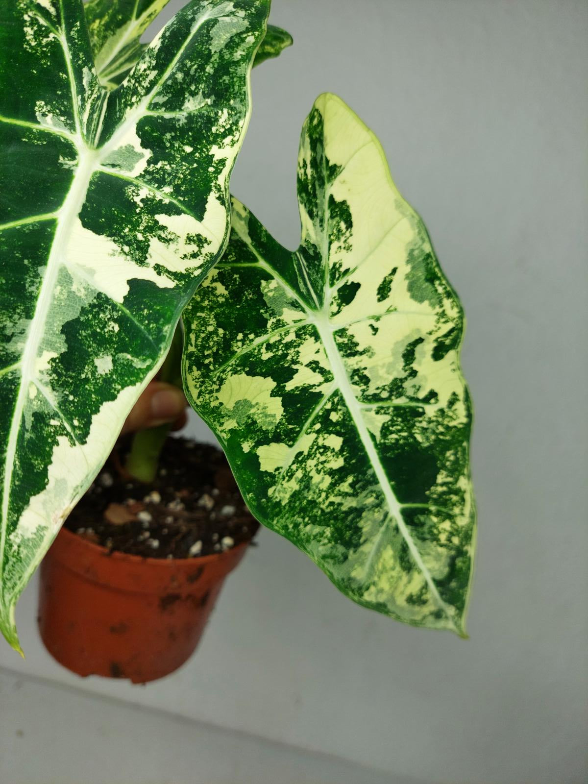 Alocasia Frydek Variegata