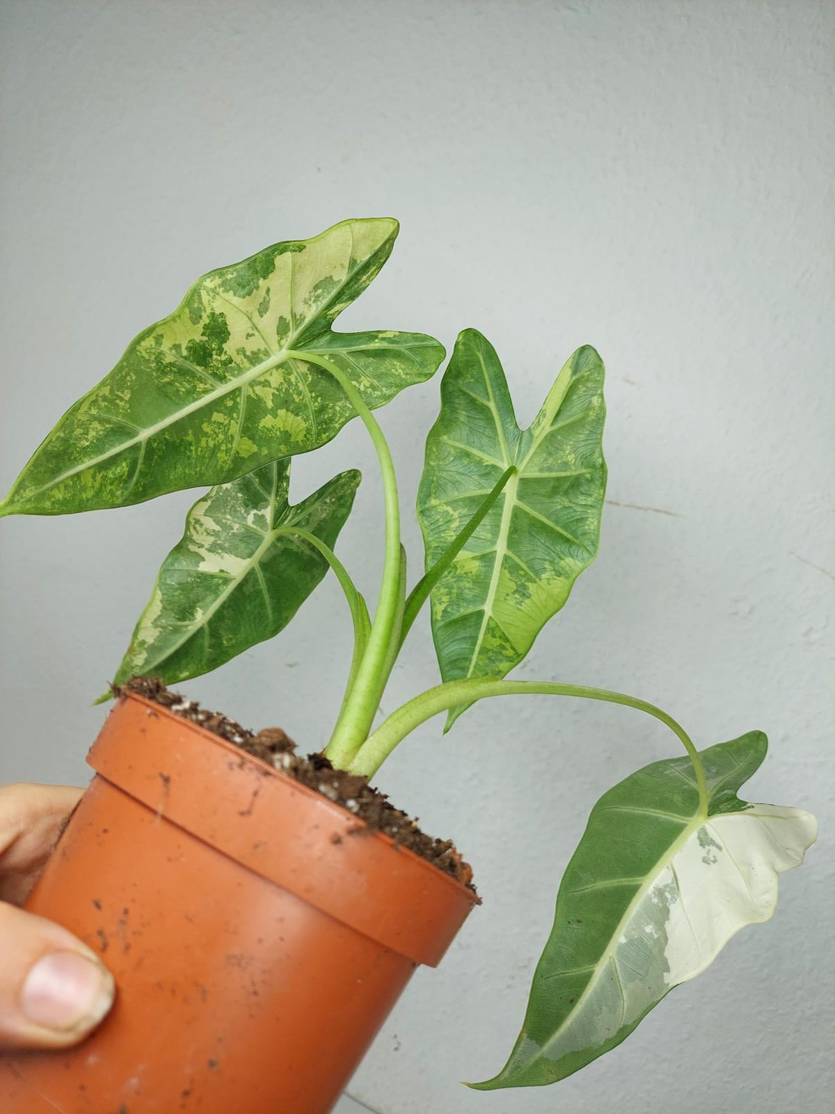 Alocasia Frydek Variegata