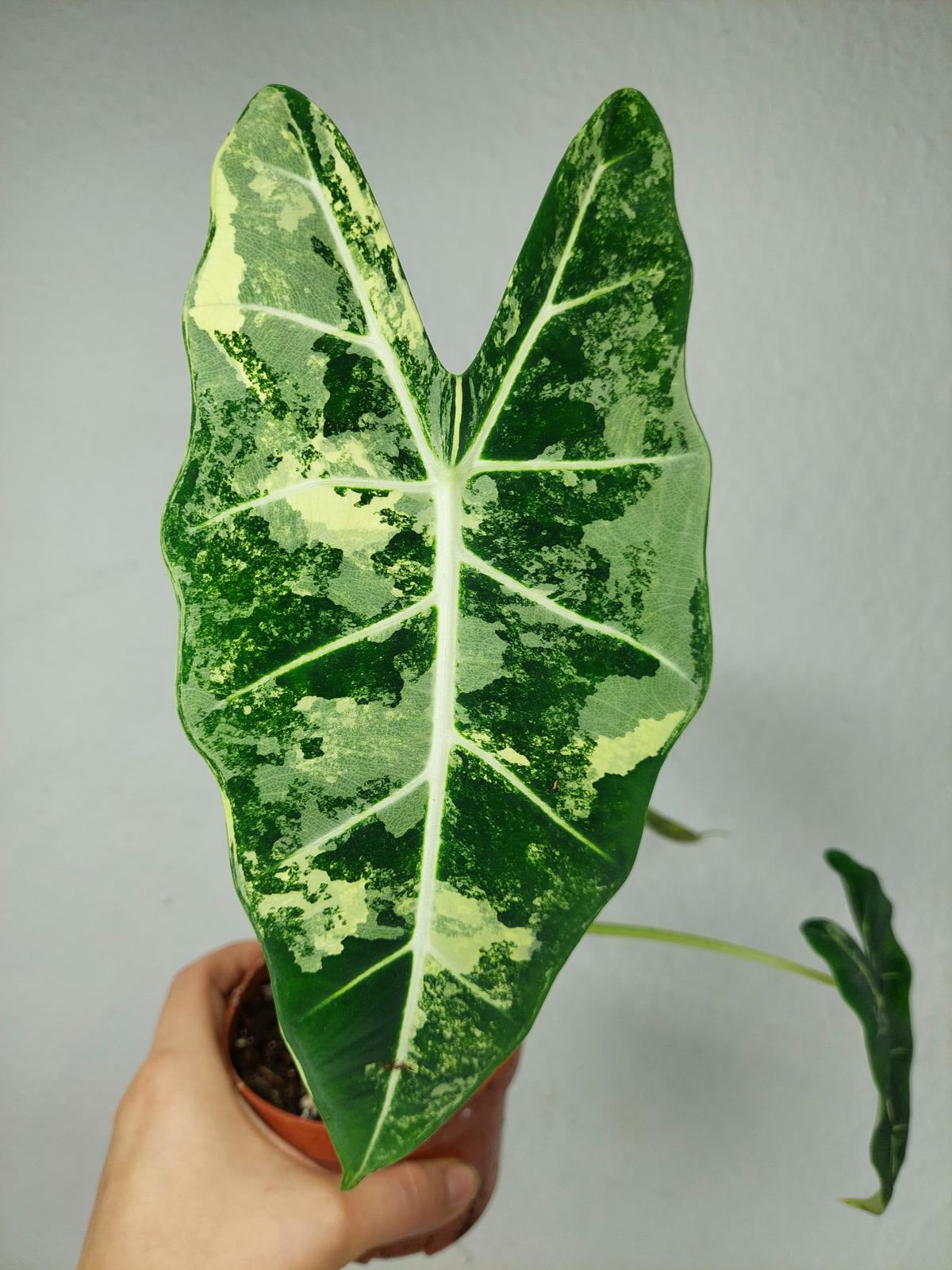 Alocasia Frydek Variegata