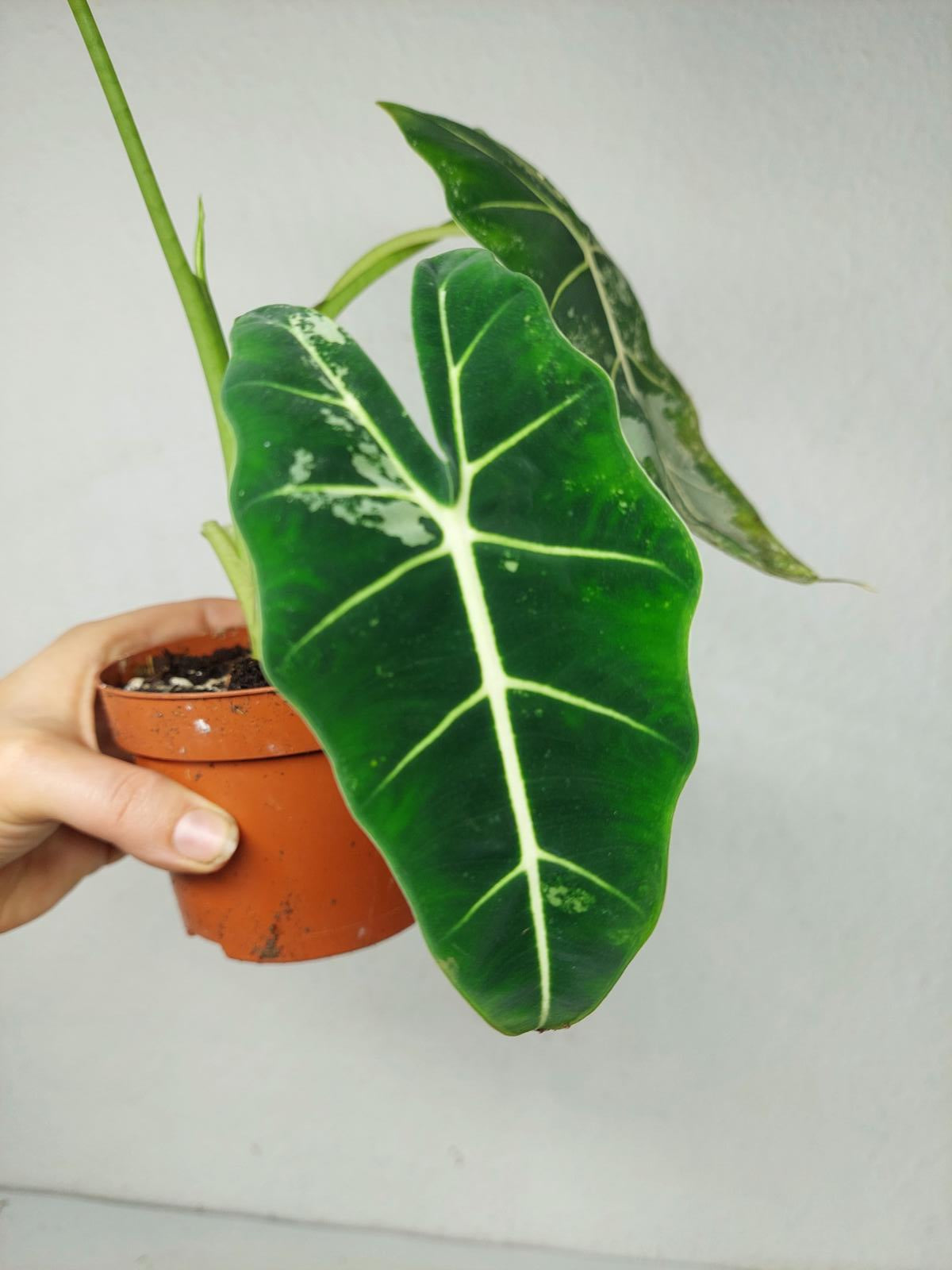 Alocasia Frydek Variegata