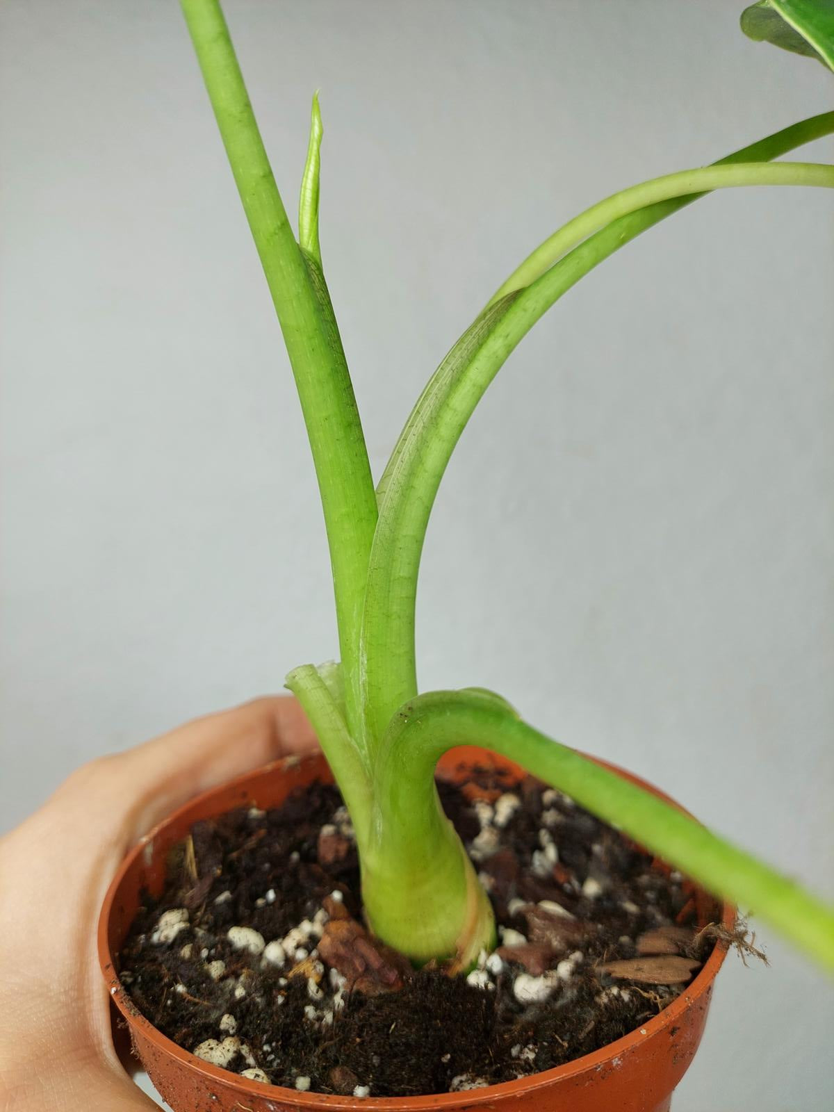 Alocasia Frydek Variegata