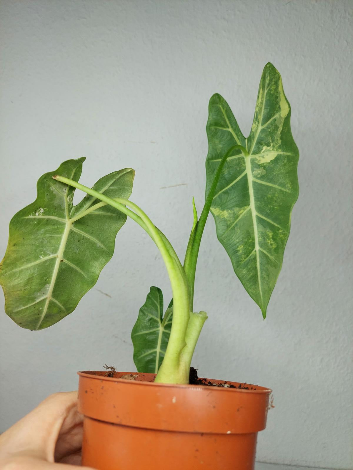 Alocasia Frydek Variegata