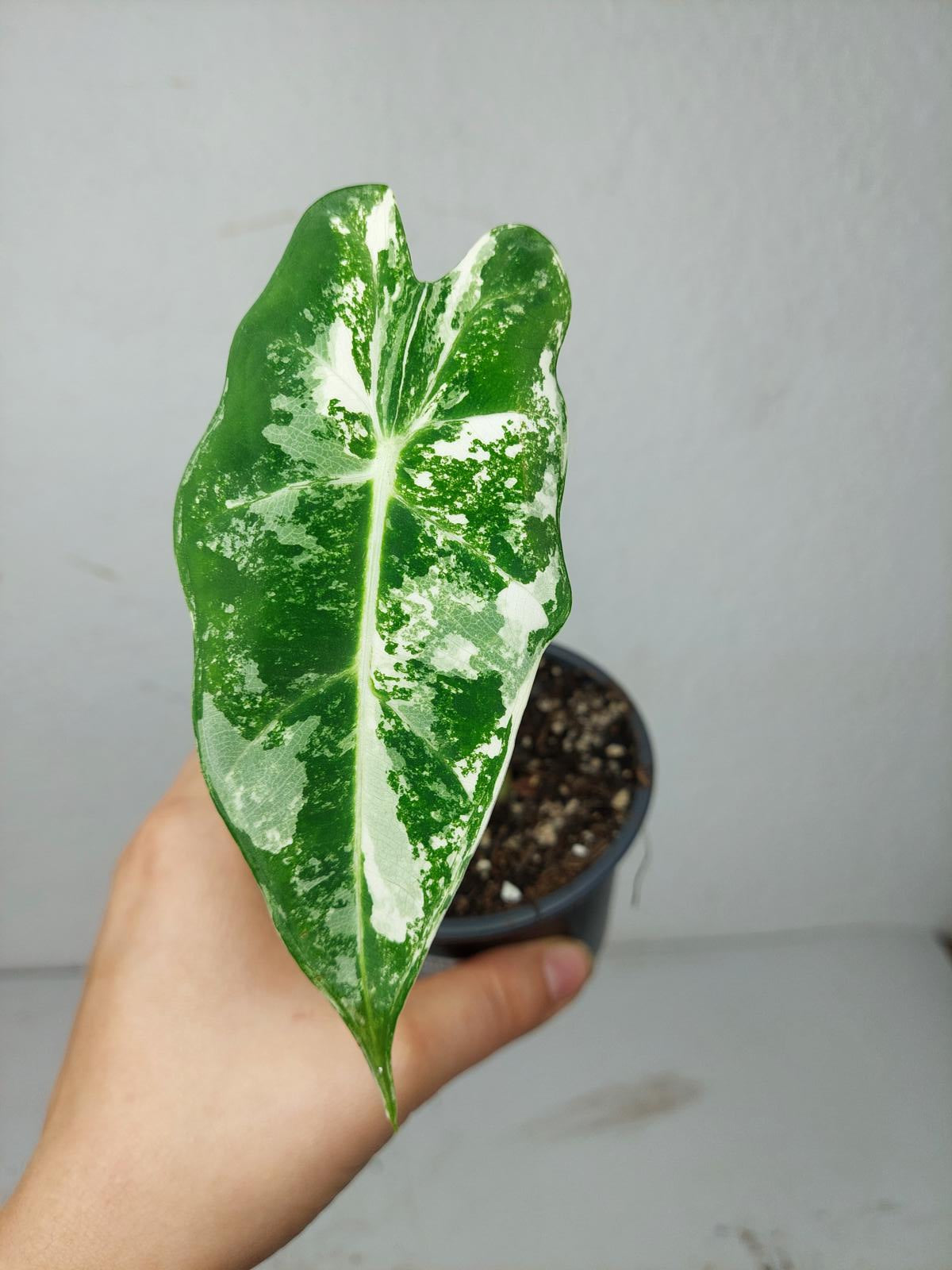 Alocasia Frydek Variegata