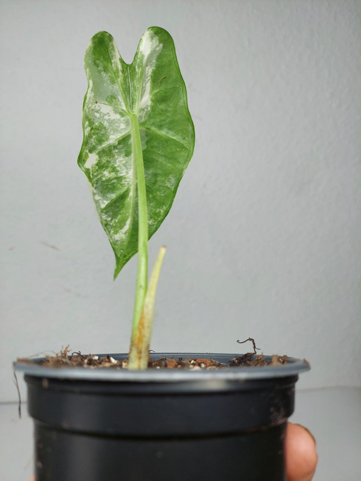 Alocasia Frydek Variegata