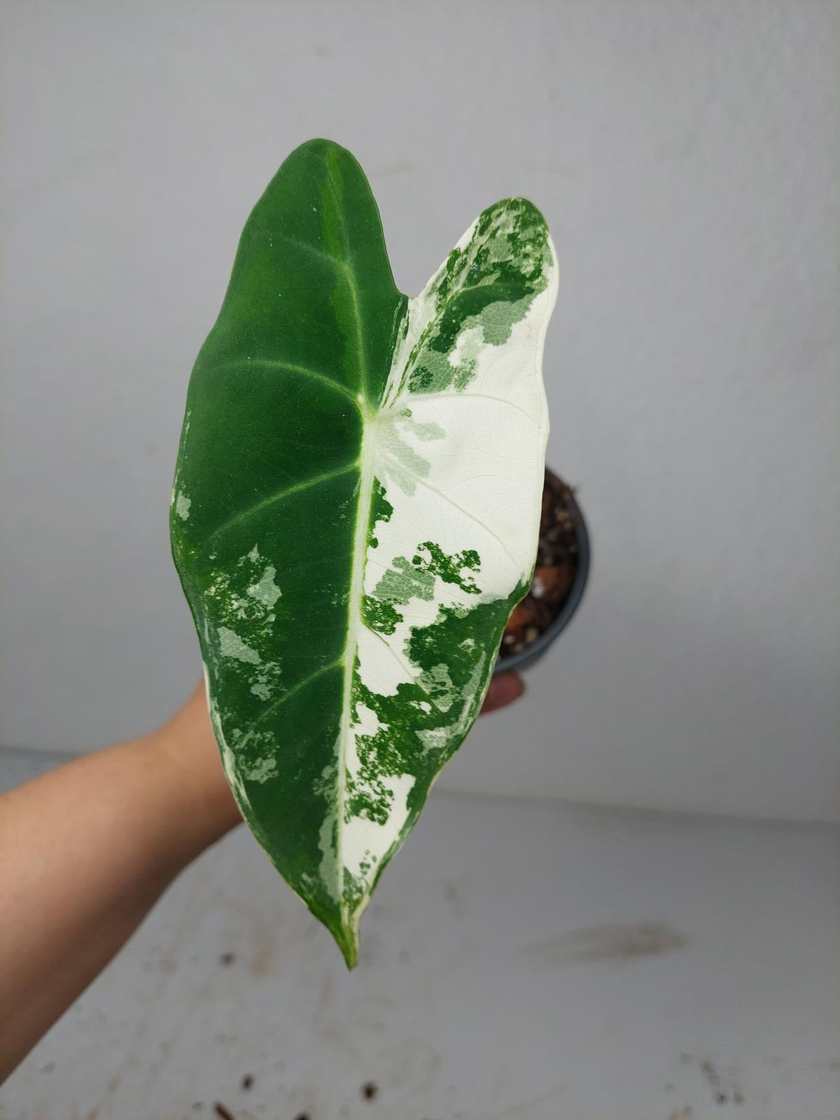 Alocasia Frydek Variegata