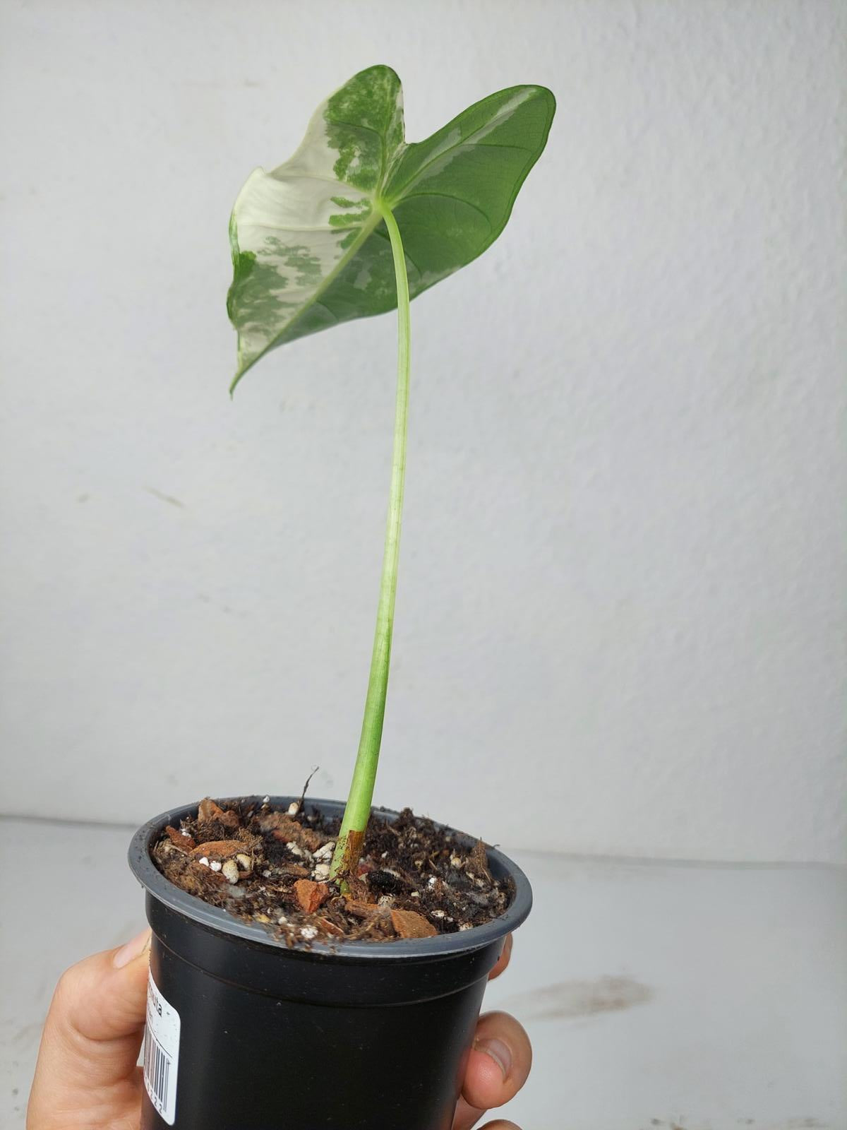 Alocasia Frydek Variegata