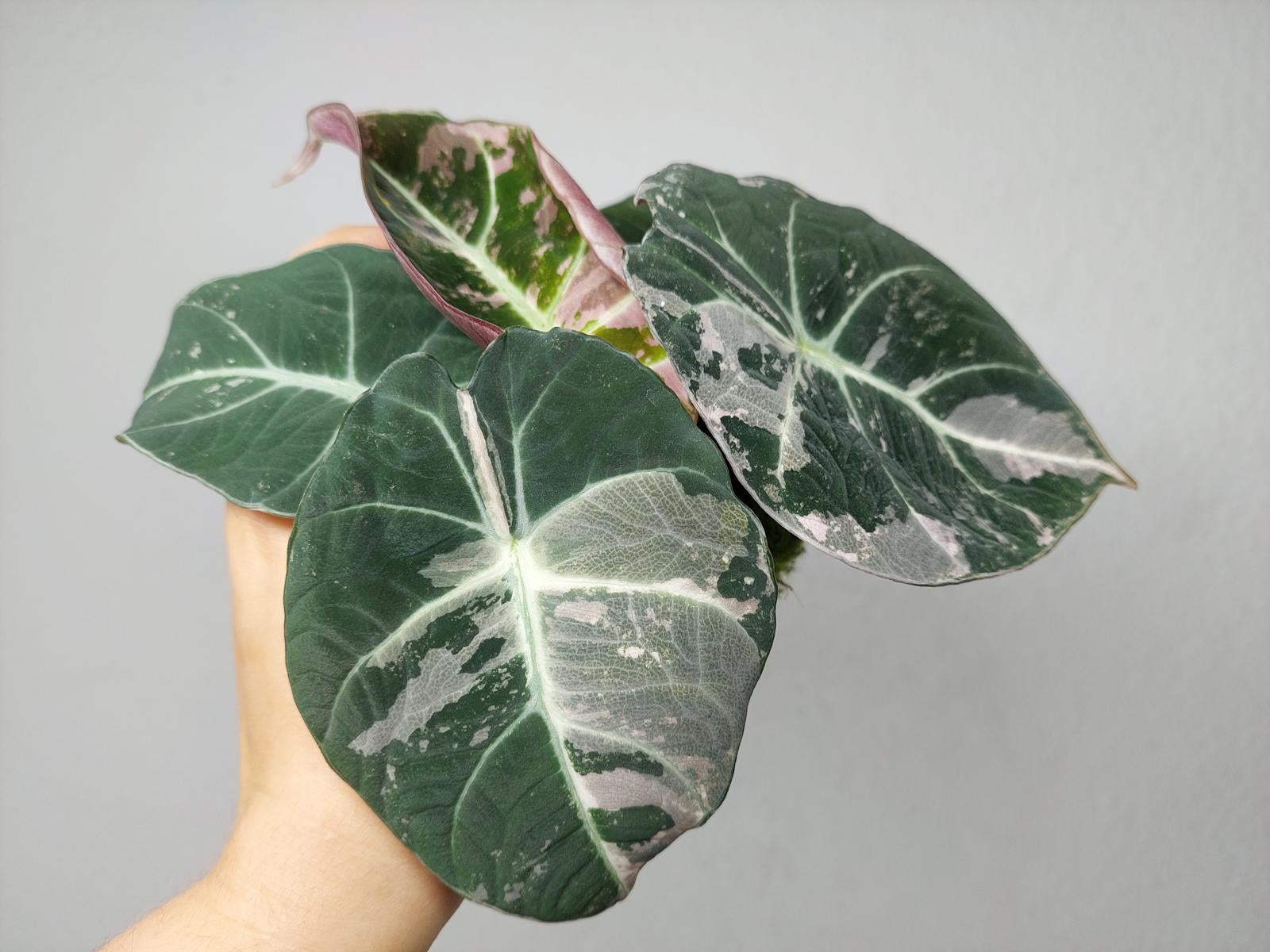 Alocasia Black Velvet Pink Variegata
