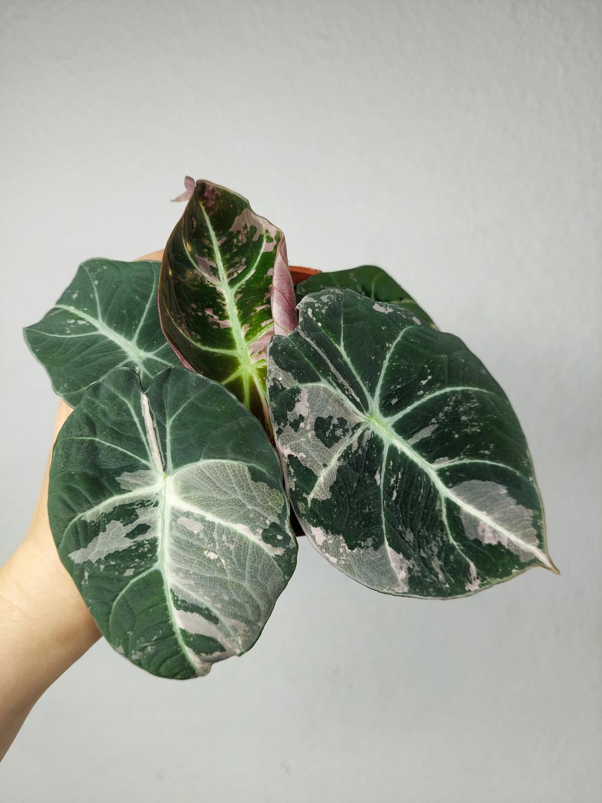 Alocasia Black Velvet Pink Variegata
