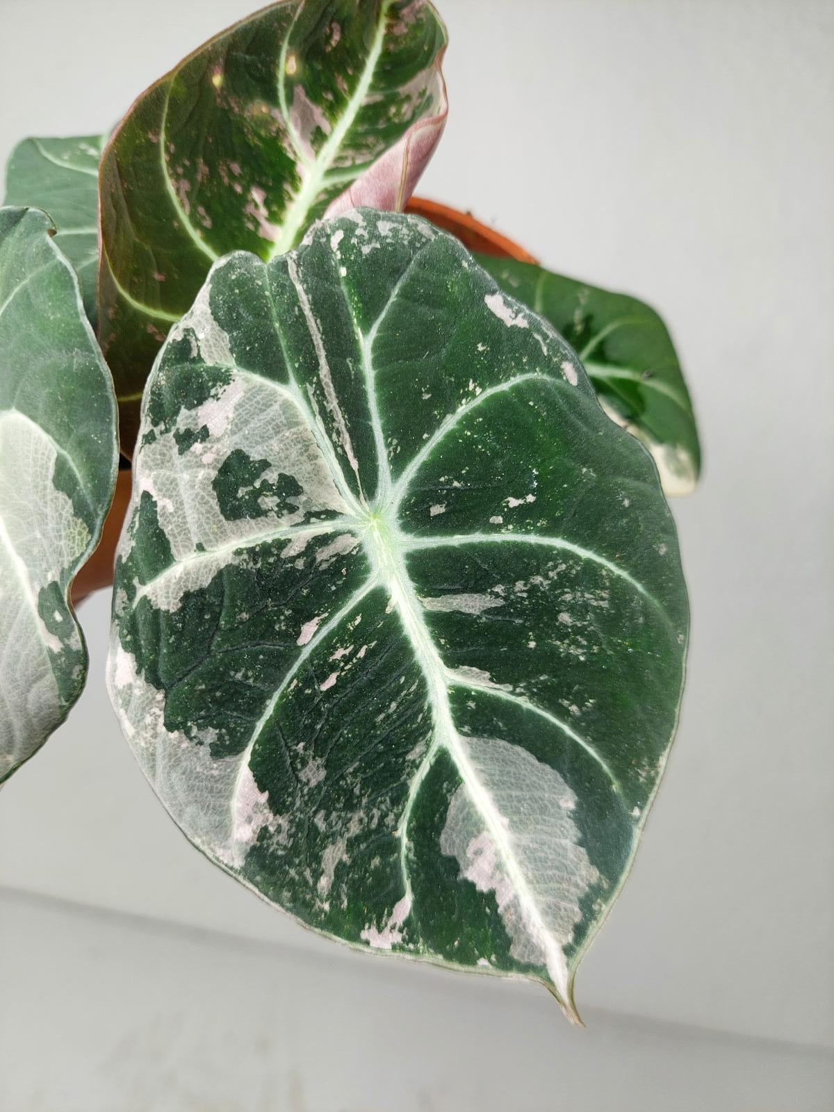 Alocasia Black Velvet Pink Variegata