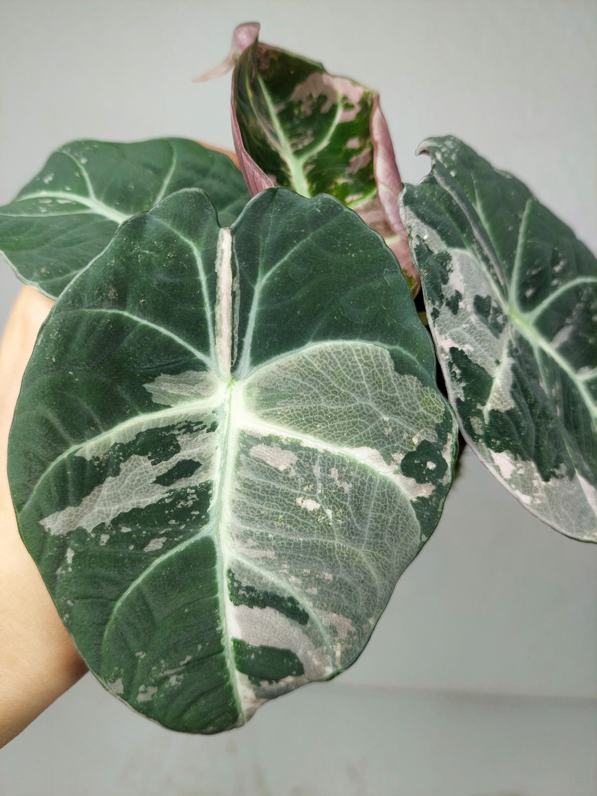 Alocasia Black Velvet Pink Variegata