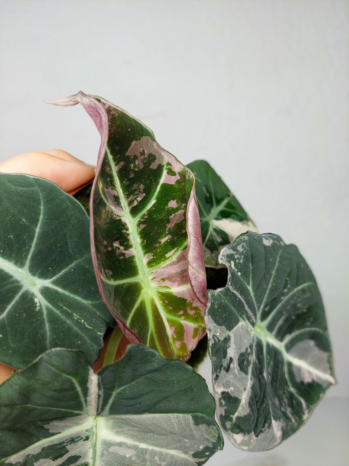 Alocasia Black Velvet Pink Variegata