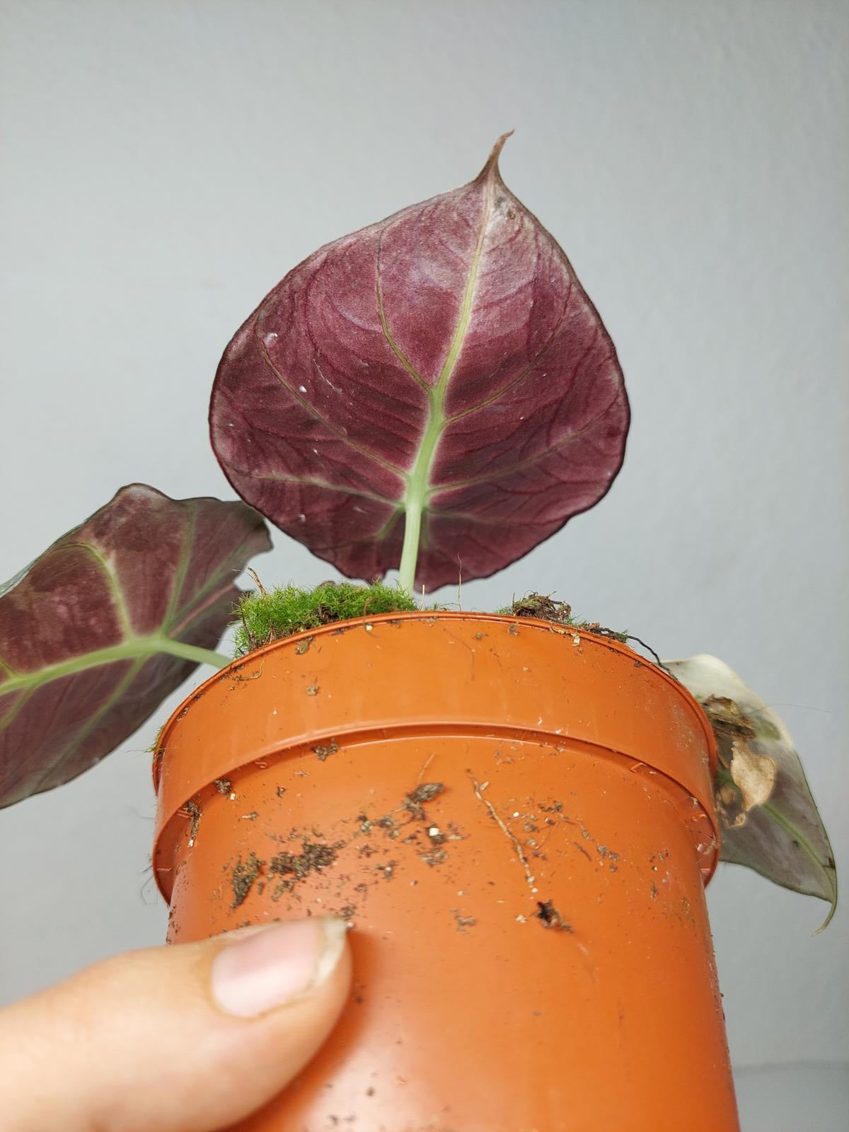 Alocasia Black Velvet Pink Variegata